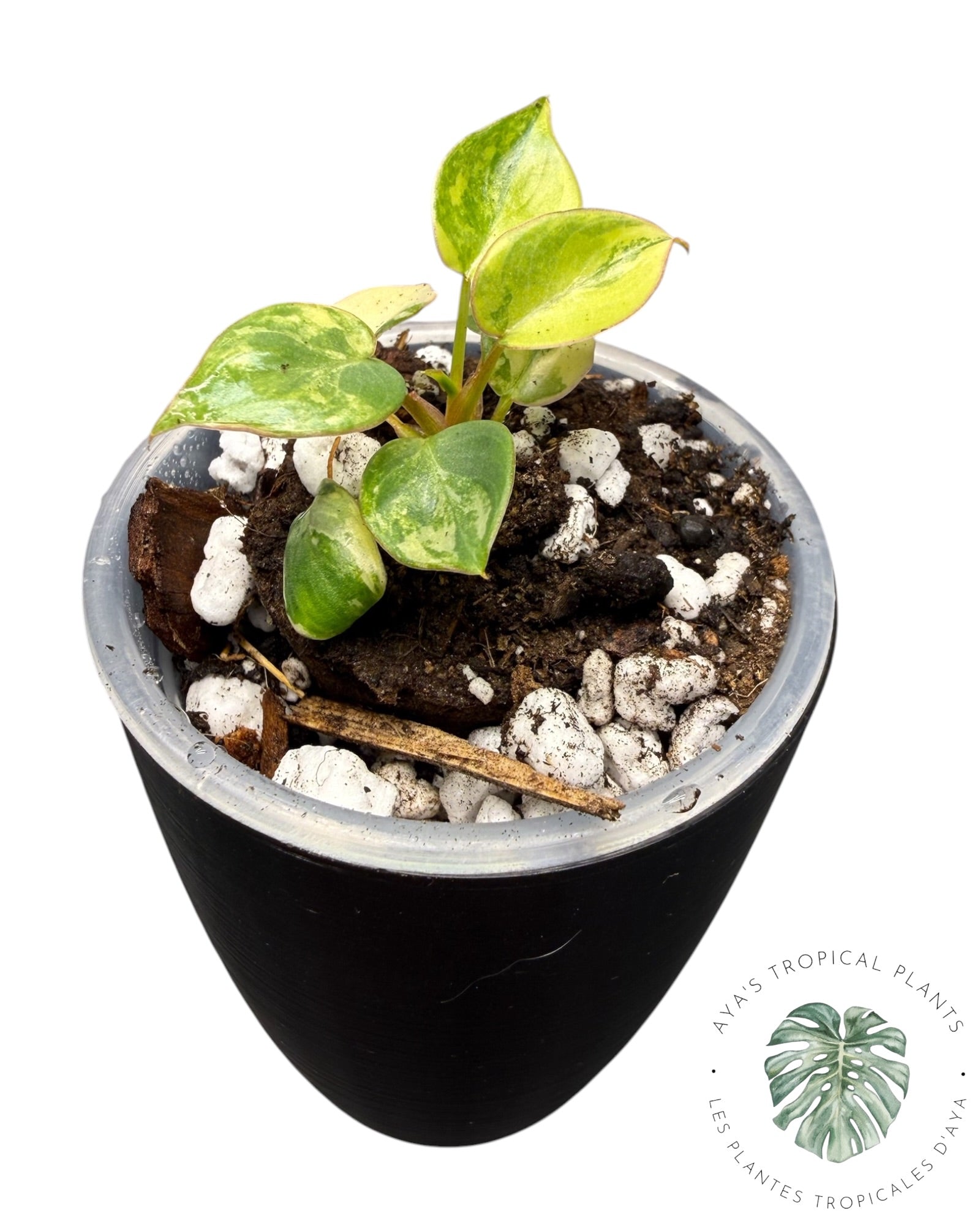 Philodendron Billietiae Variegated