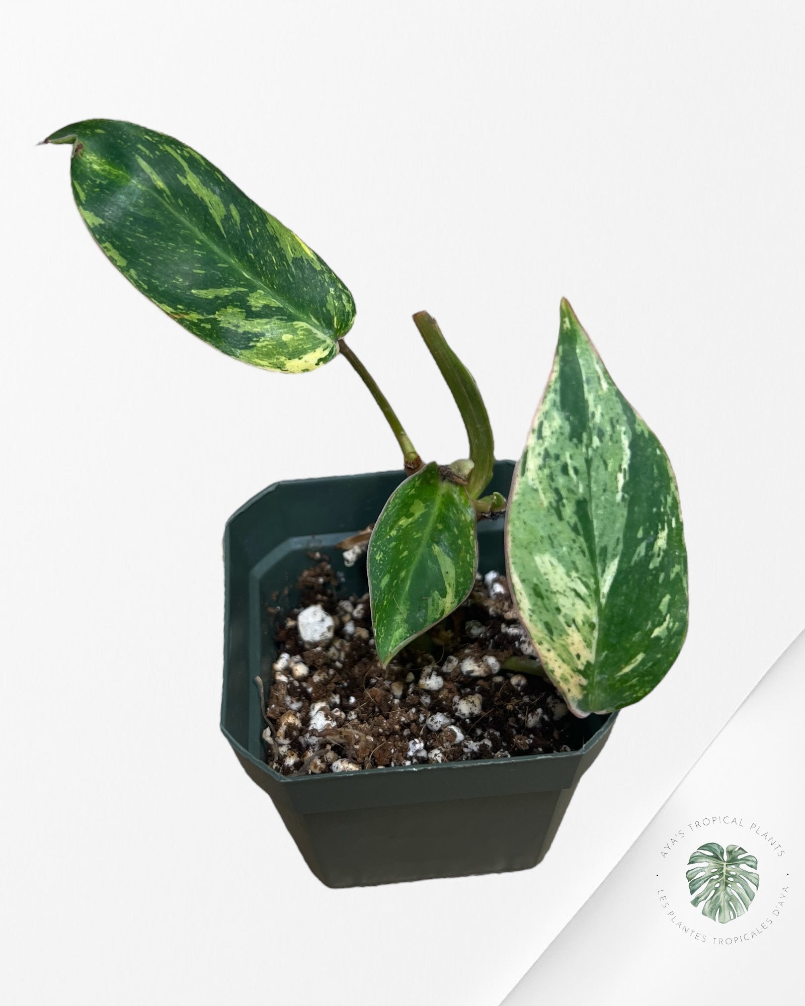 Philodendron Émeraude Glace Aurea - D