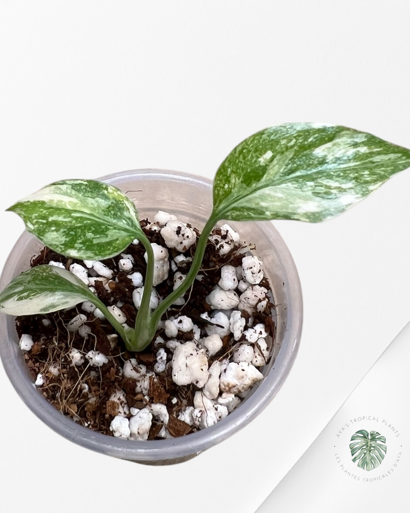 Monstera Thai Constellation Crème Brulée| Rare TC Plant | Aya's Tropical Plants