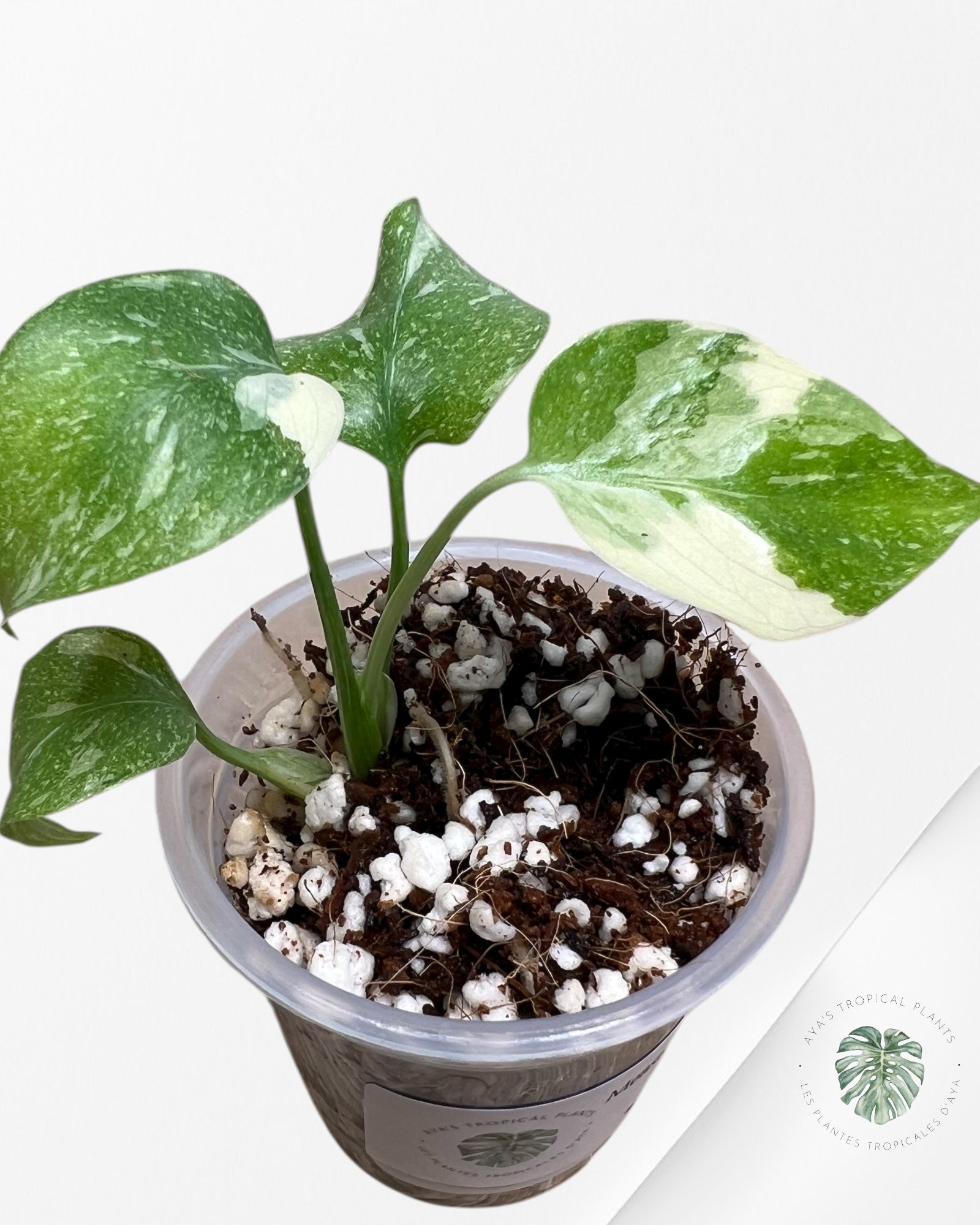 Monstera Thai Constellation Creme Brulée| Rare TC Plant | Aya's Tropical Plants