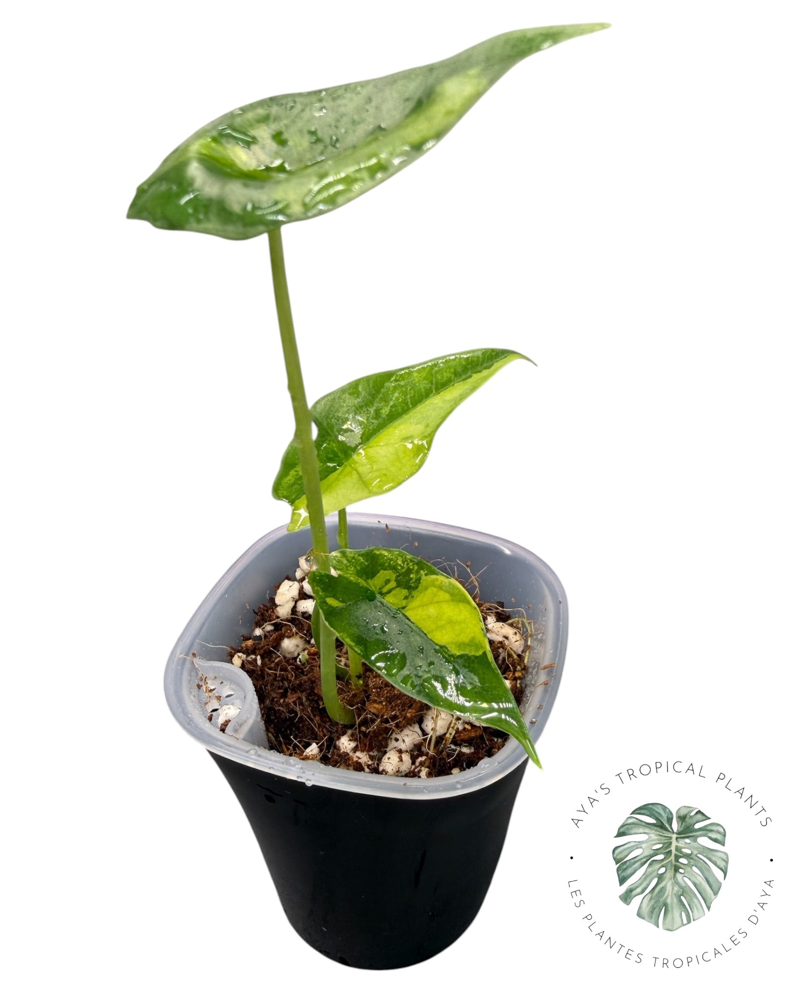 Alocasia Scalprum Aurea Variegated