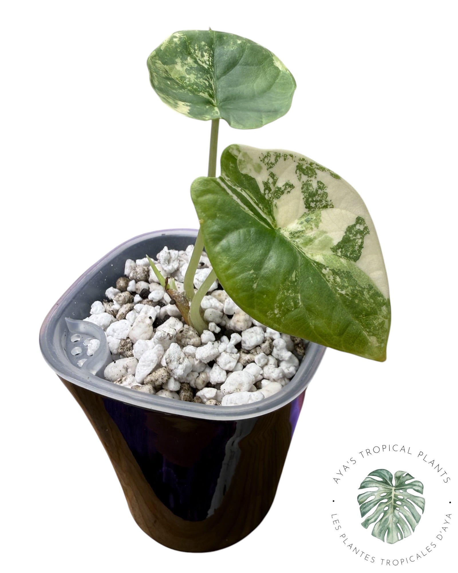 Alocasia Dragon Scale Albo