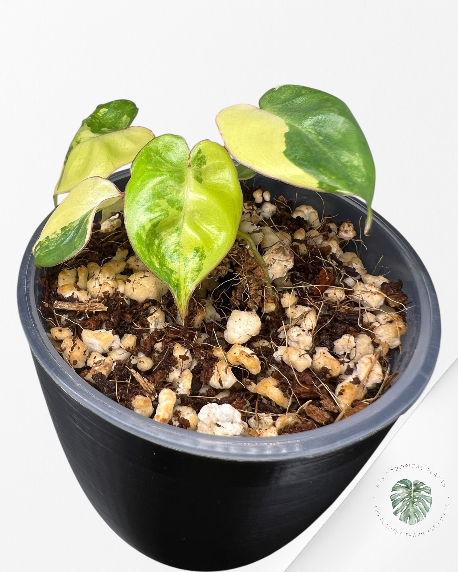 Philodendron Billietiae Variegated