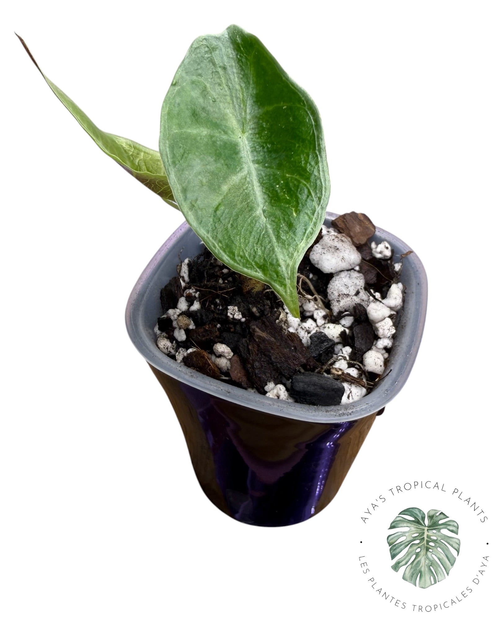 Alocasia Longiloba Purple