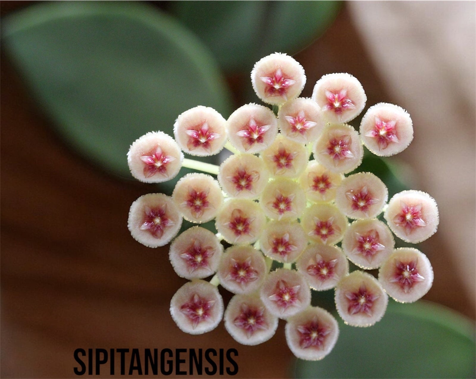 Hoya Sipitangensis - P15