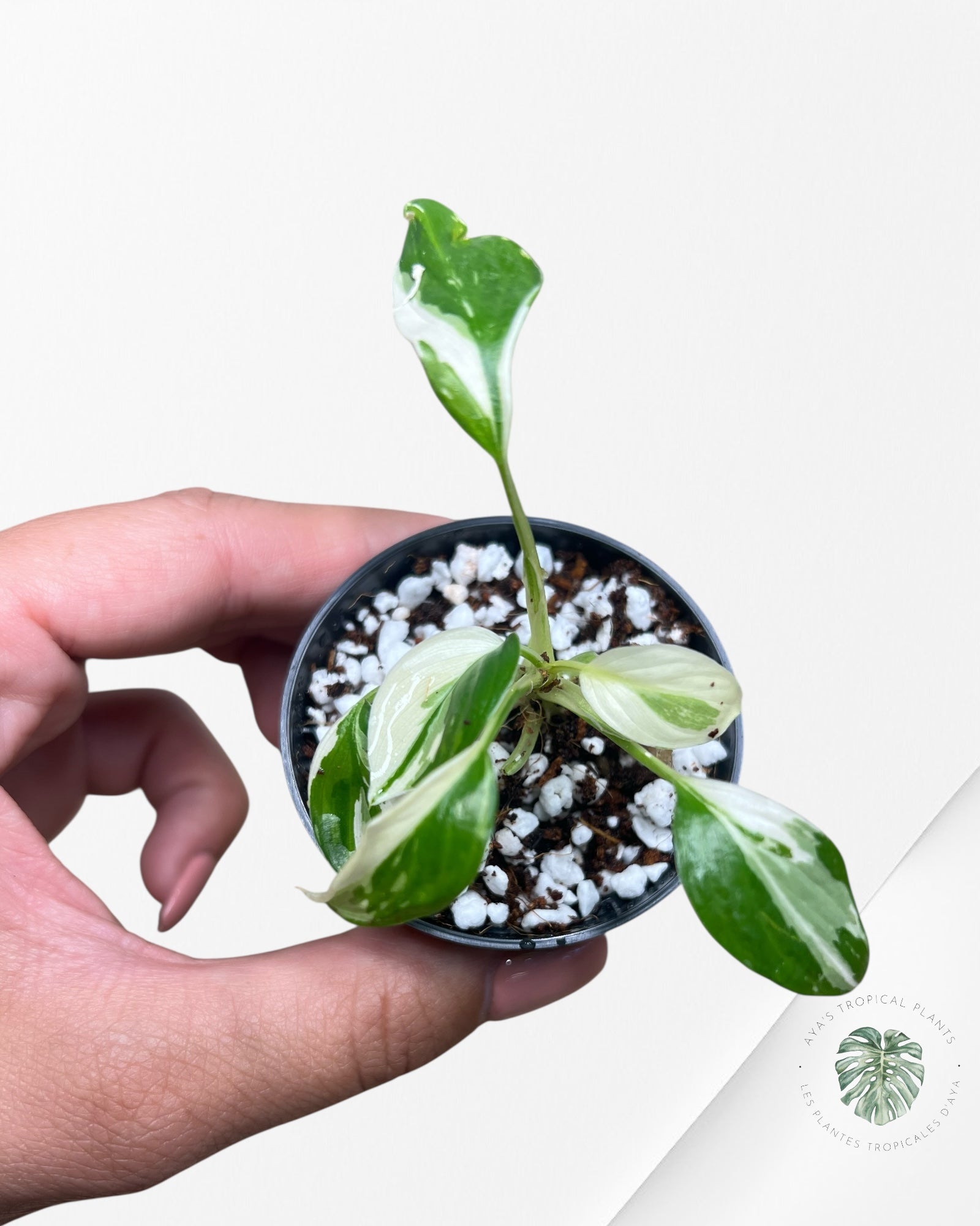 Homalomena rubescens "Albo" variegated - 01