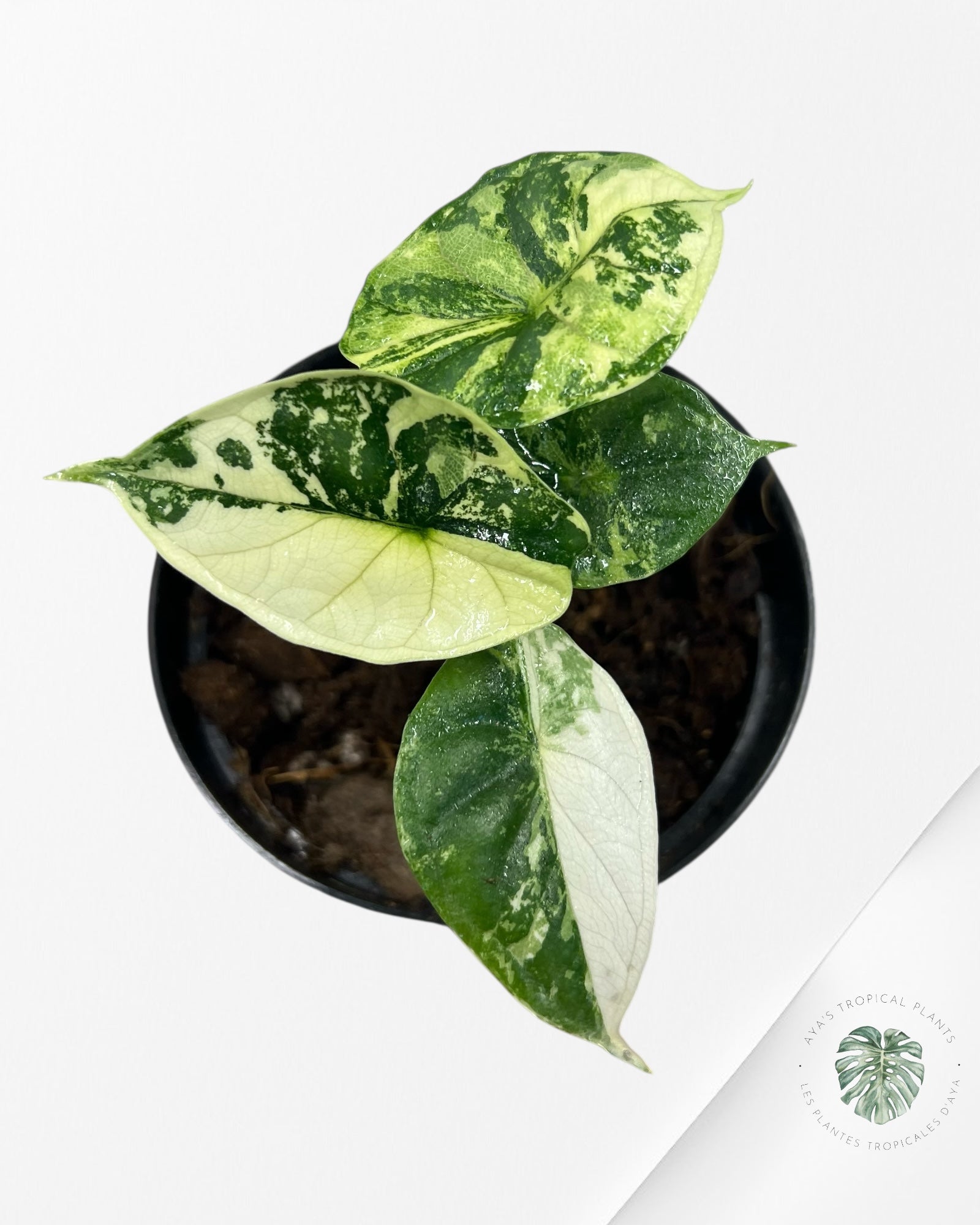 Alocasia baginda ' Dragon Scale’ variegated - F3
