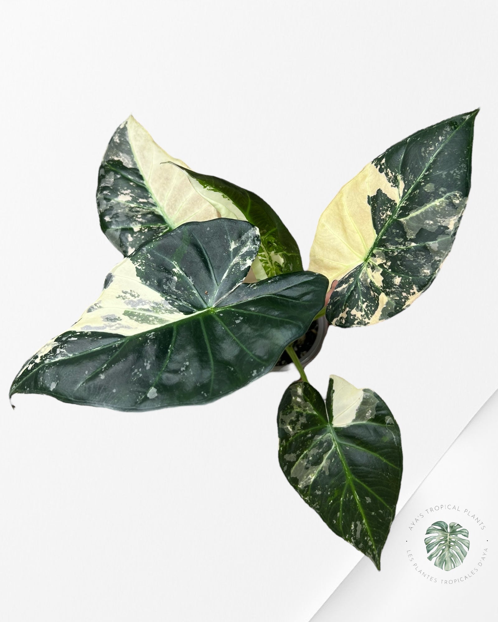 Alocasia Regal Shield Albo - 2