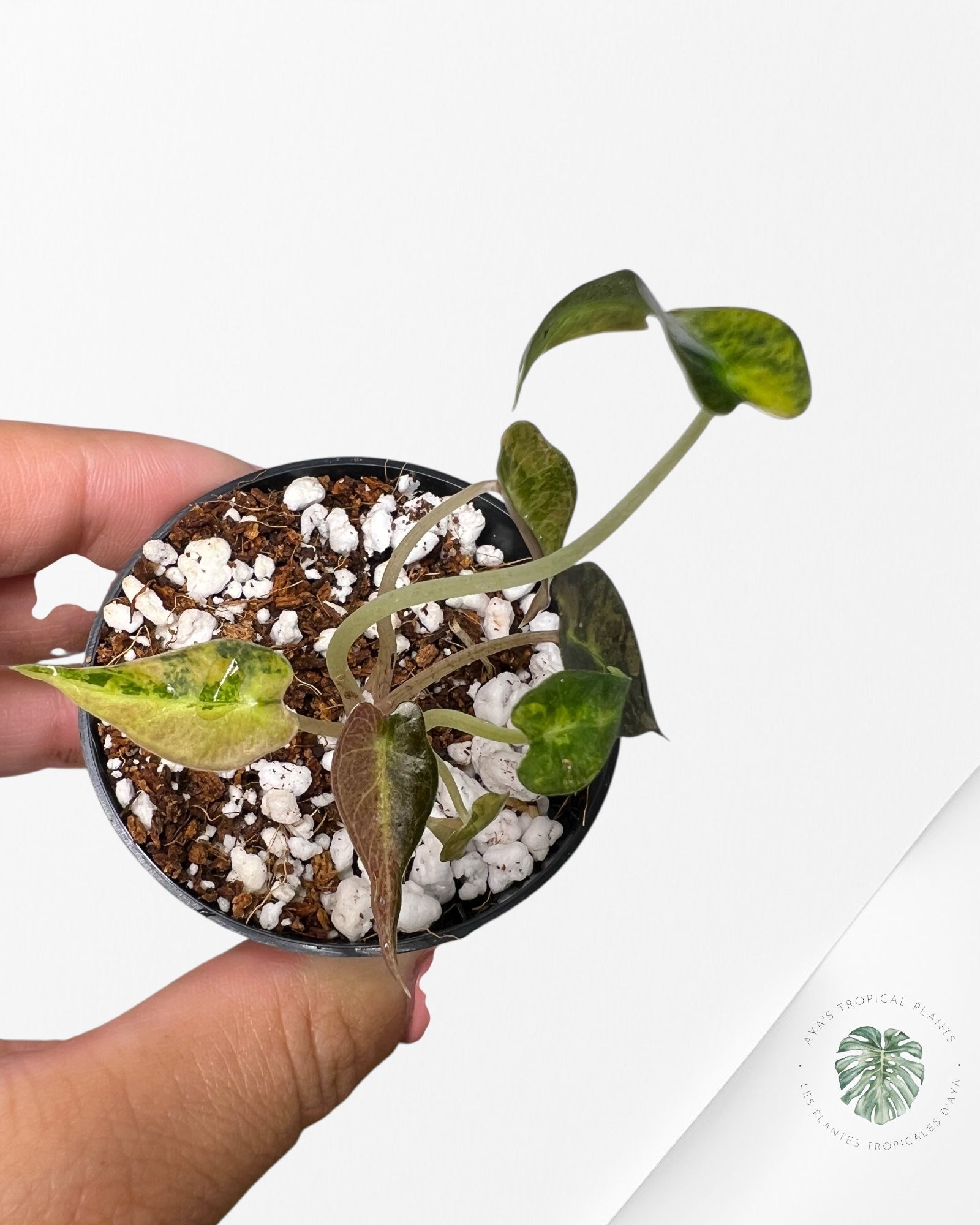 Alocasia Bambino Variegated (Aurea) - BV3