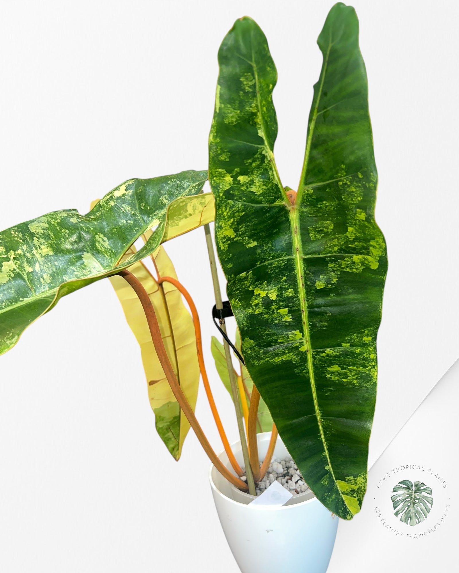Philodendron Billietiae Variegated-PBV1