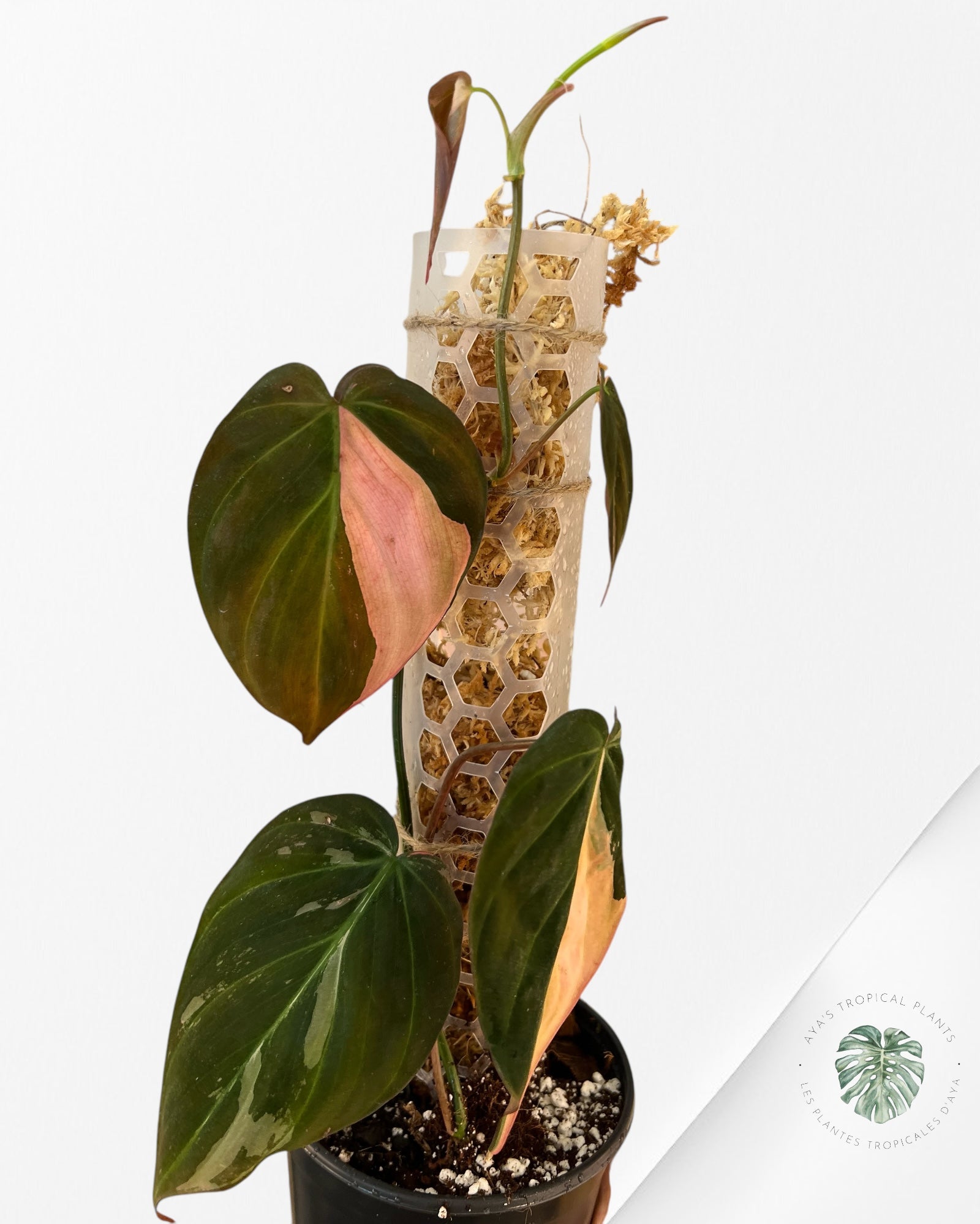 Philodendron Pink Micans PPM06