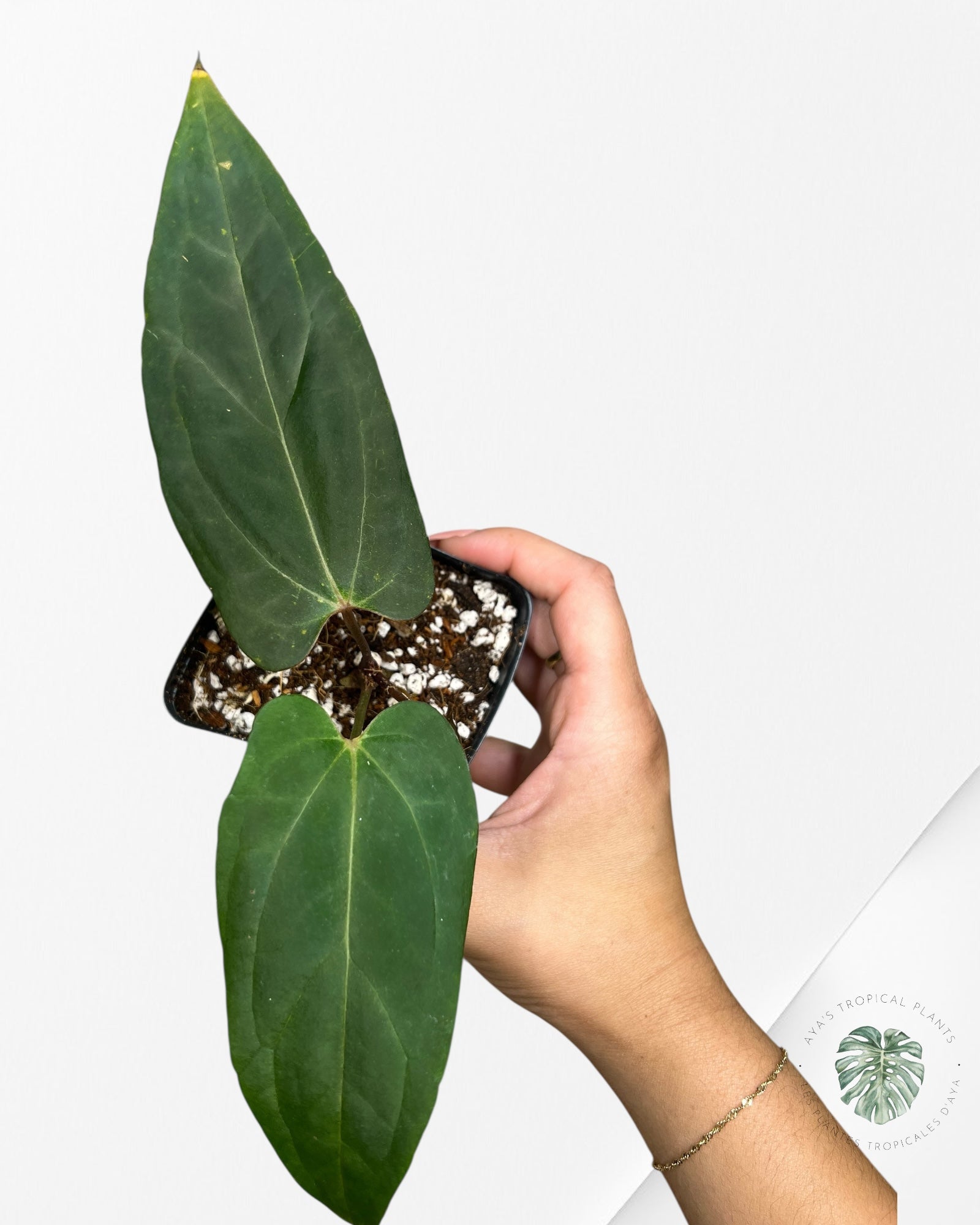 Anthurium Papillilaminum - AP2