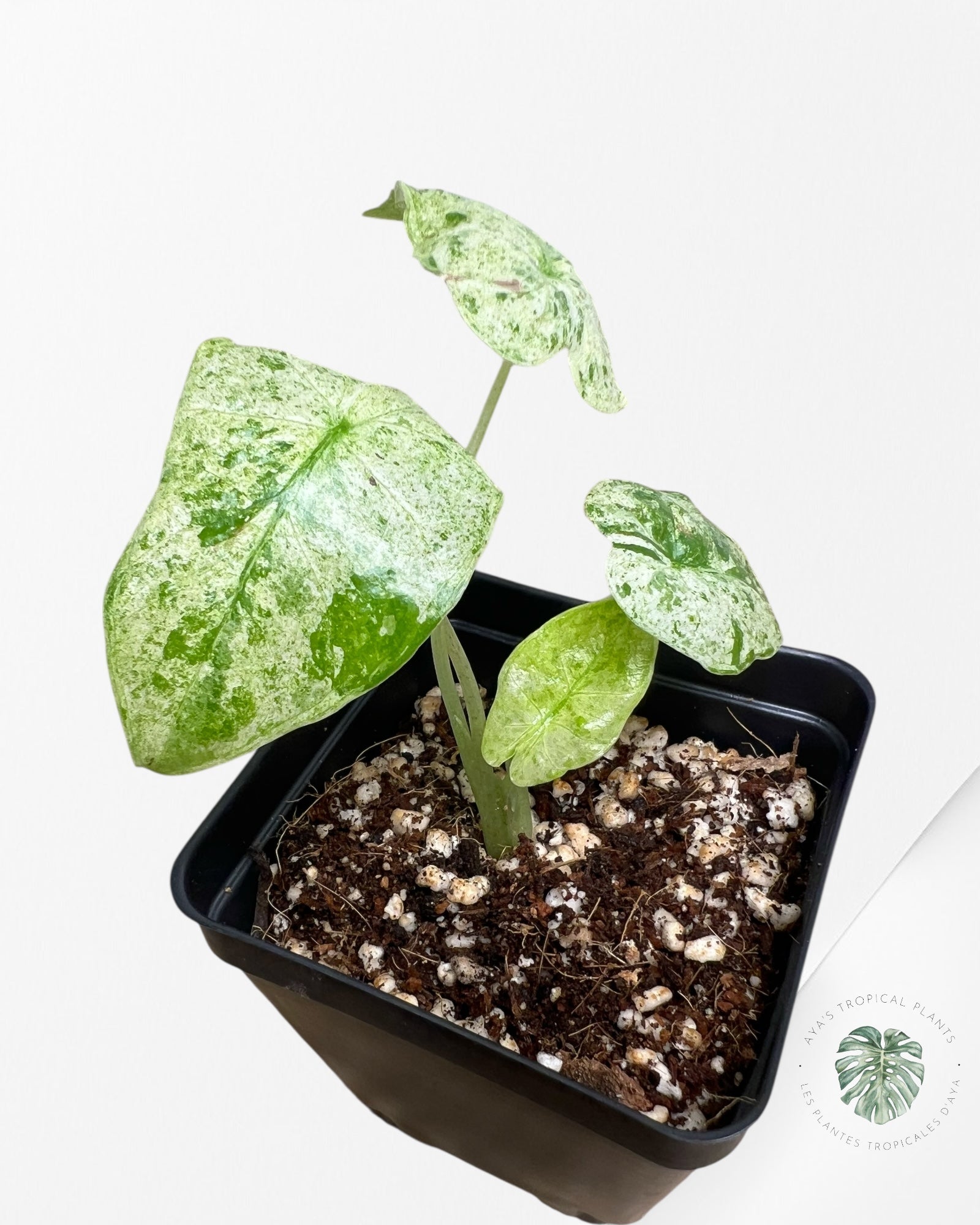 Alocasia Macrorrhiza Splash -SPJ