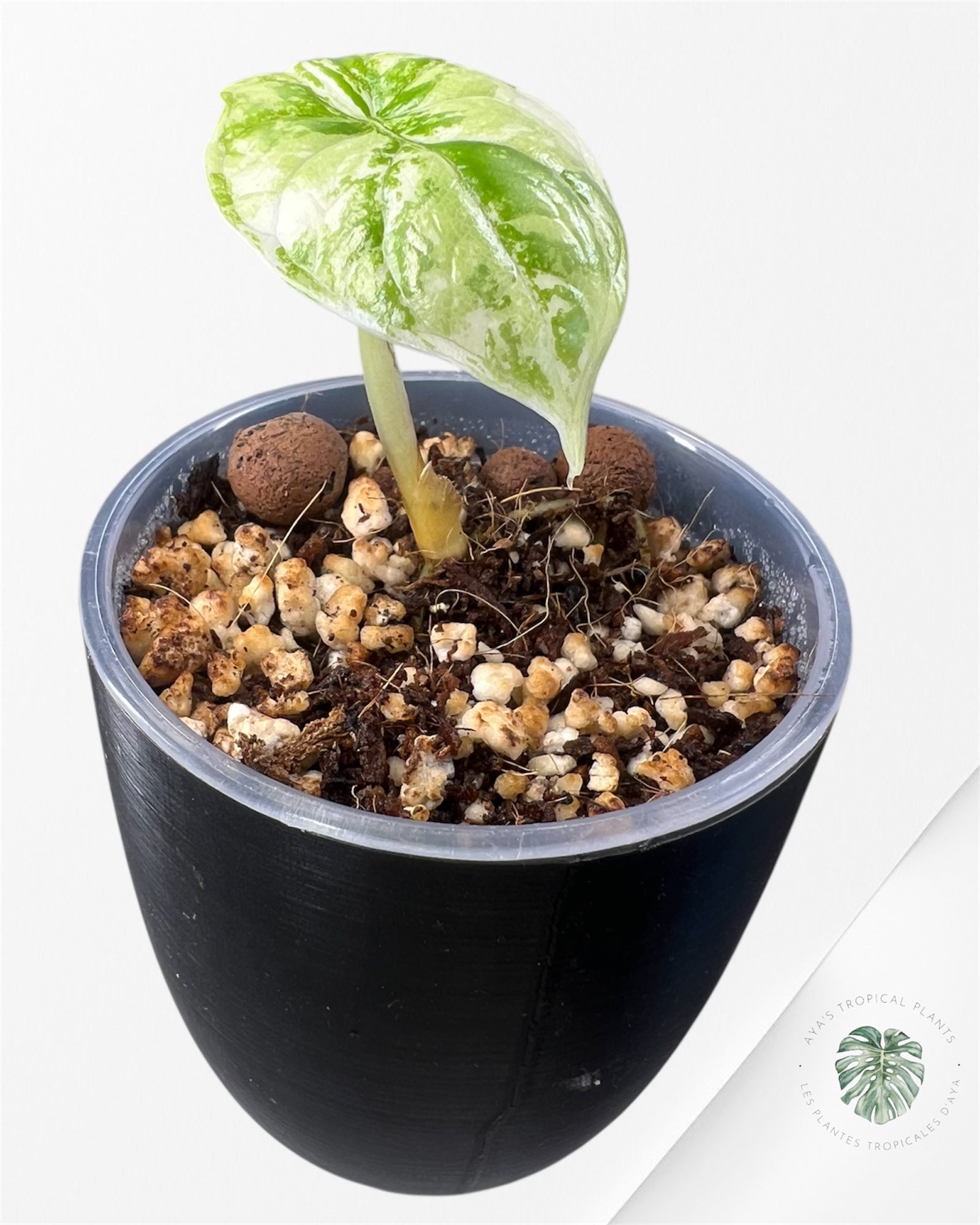 Alocasia Dragon Scale Albo Variegated (A Grade)