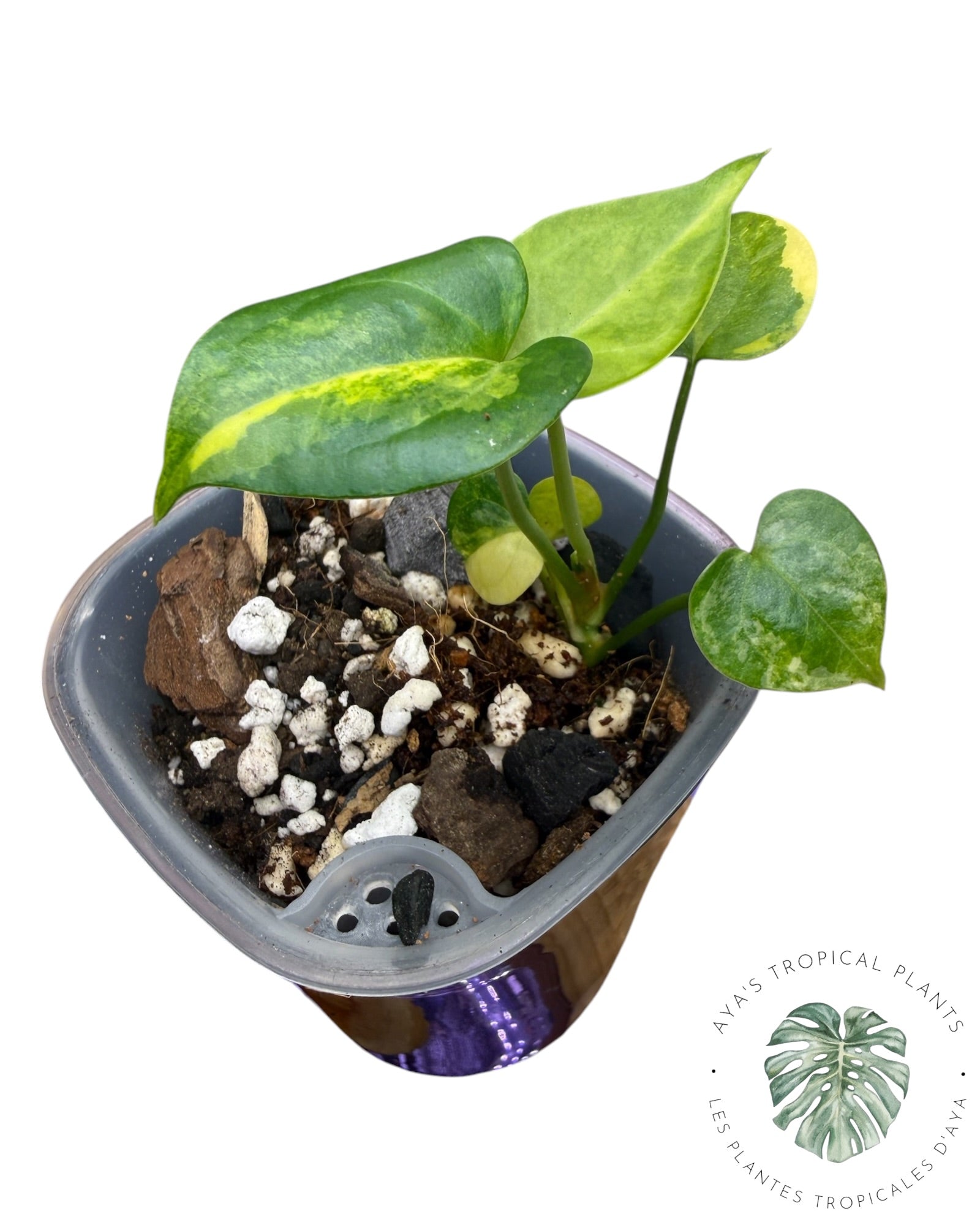 Anthurium Clarinervium Aurea Variegated