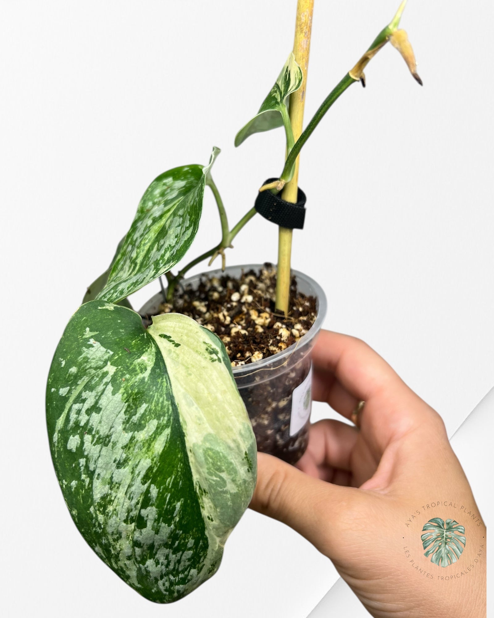 Scindapsus Exotica Tricolore - SET4
