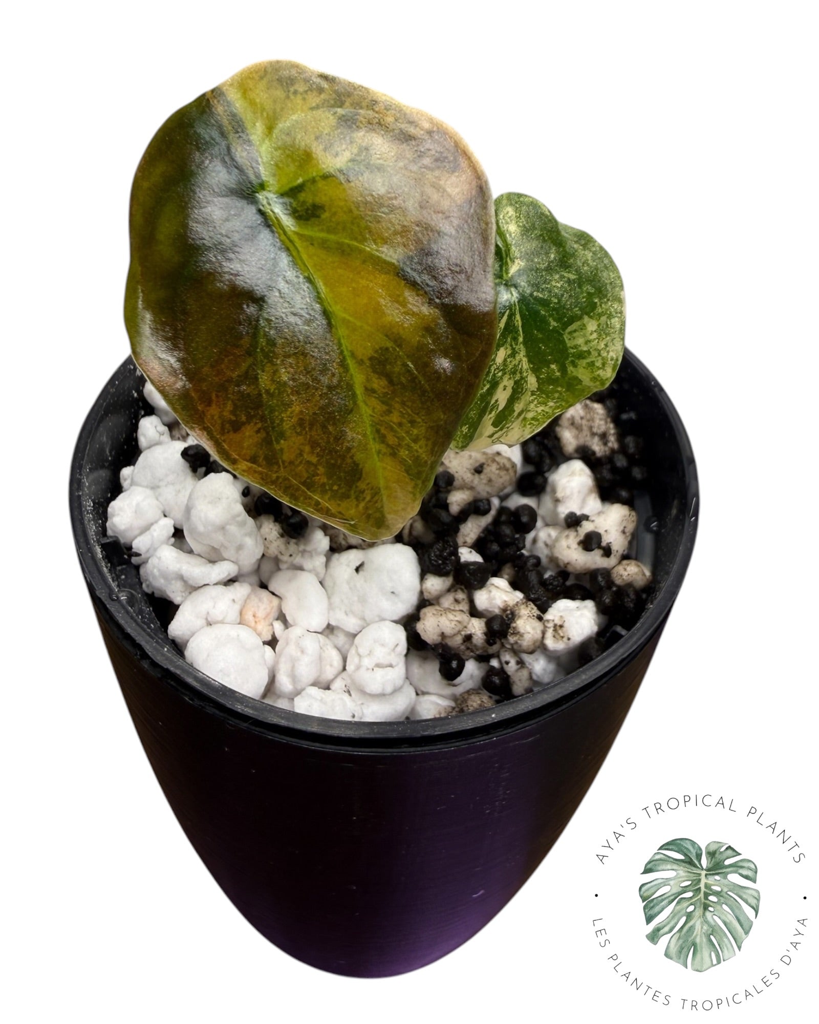Alocasia Cuprea Golden Latte