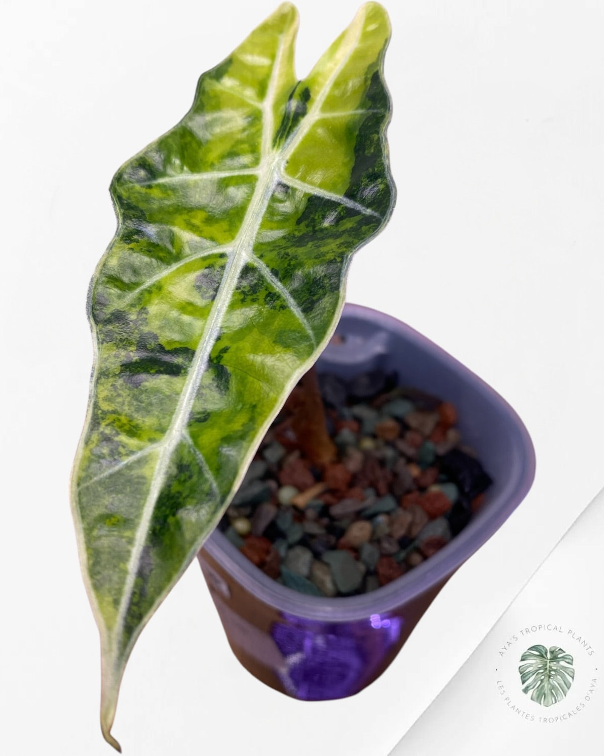 Alocasia Sanderiana ‘Bull’ Aurea Variegated
