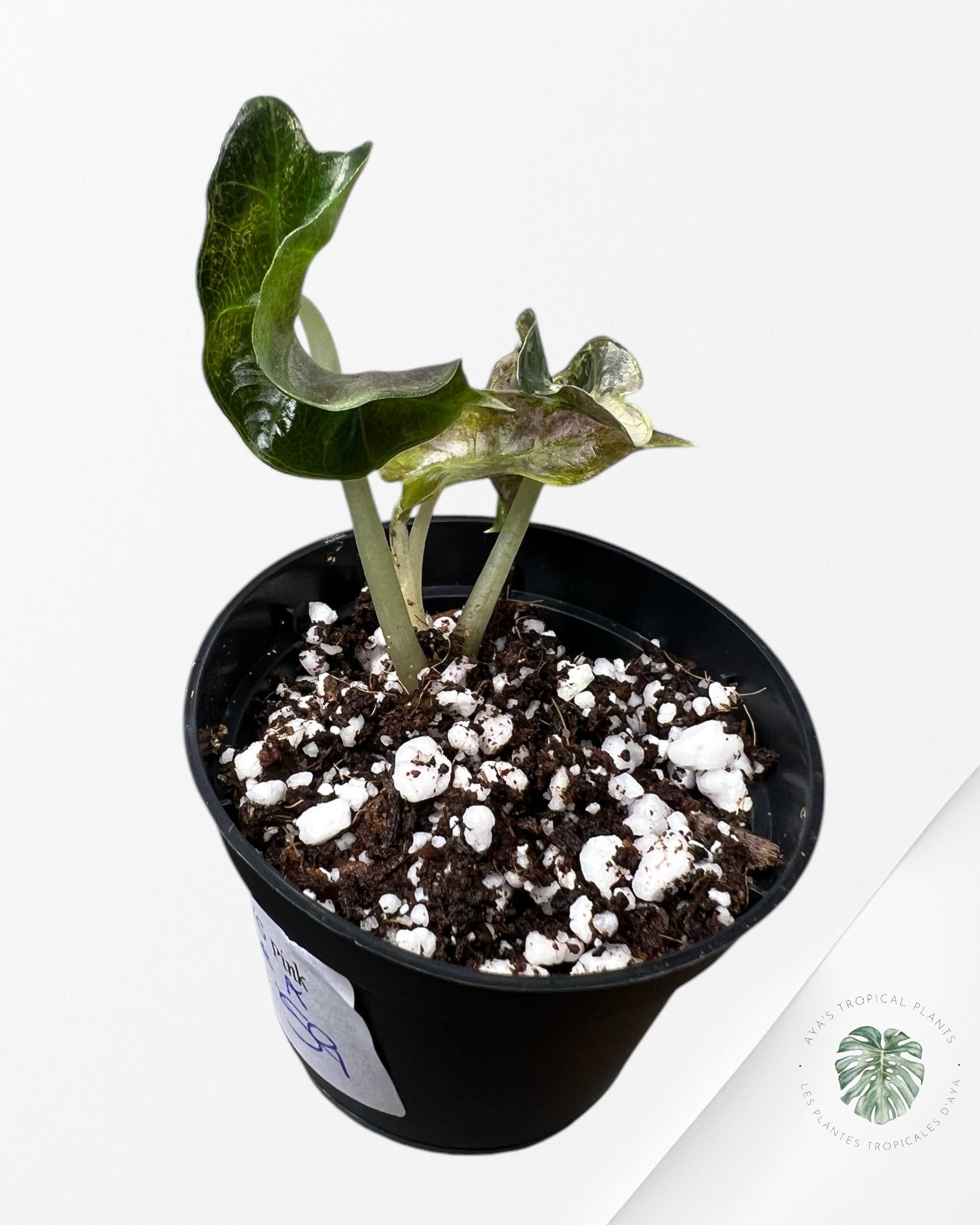 Alocasia Polly Variegata (Rose A Grade) - T4