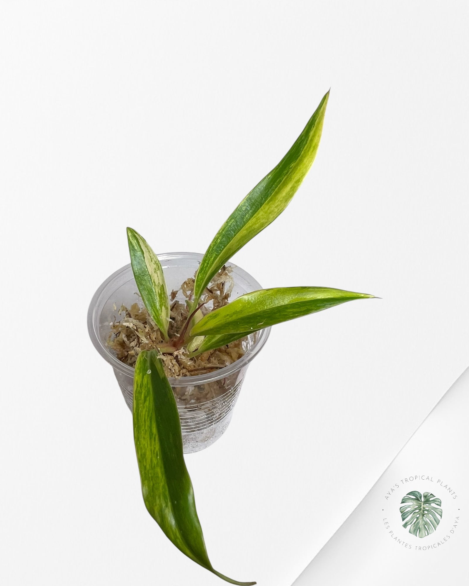 Philodendron Caramel Marble - TC2