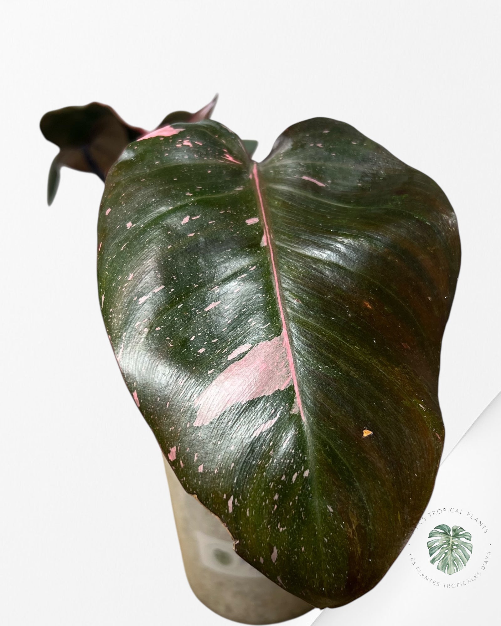 Philodendron Pink Princess Marble King - N