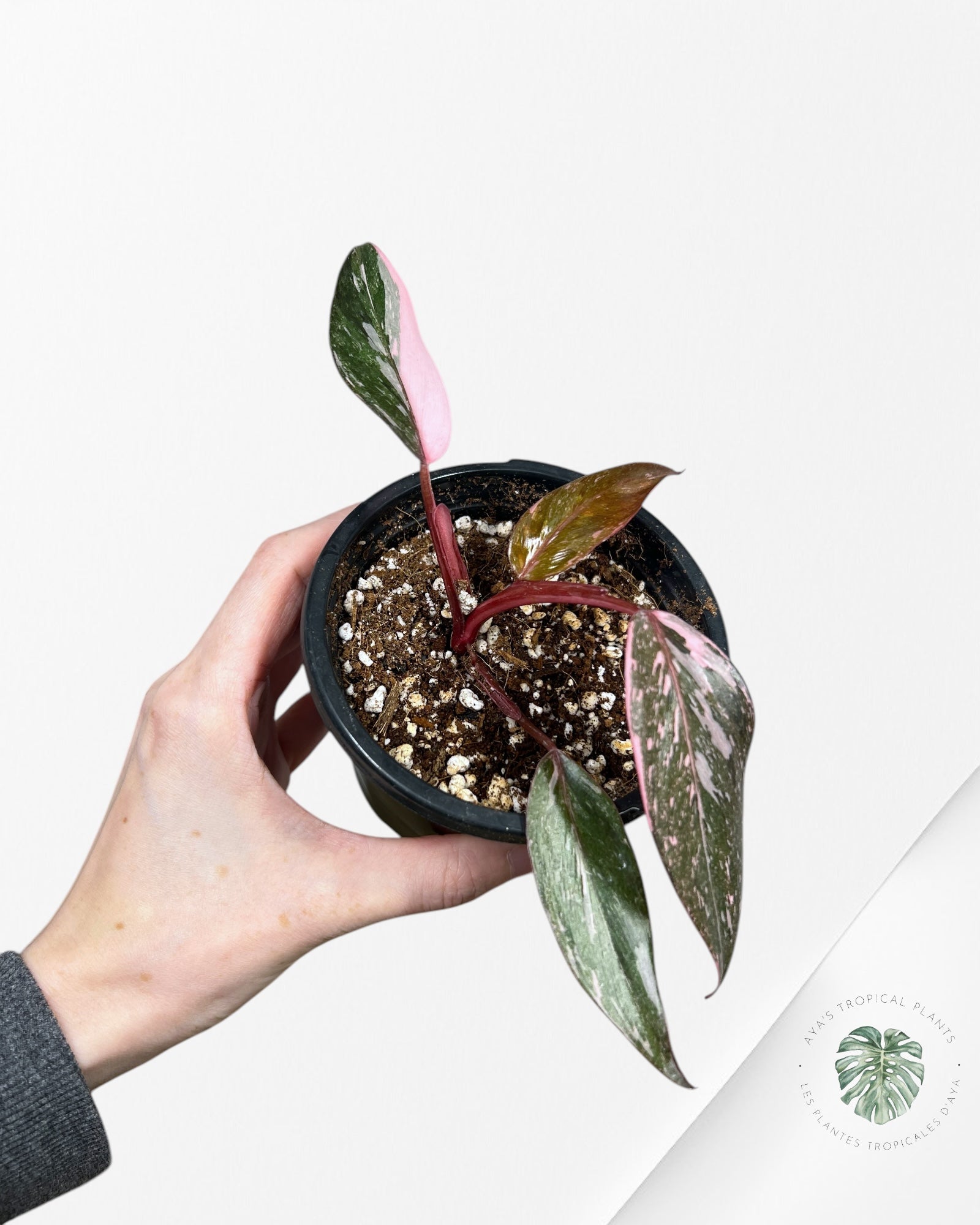 Philodendron Pink Galaxy - T4