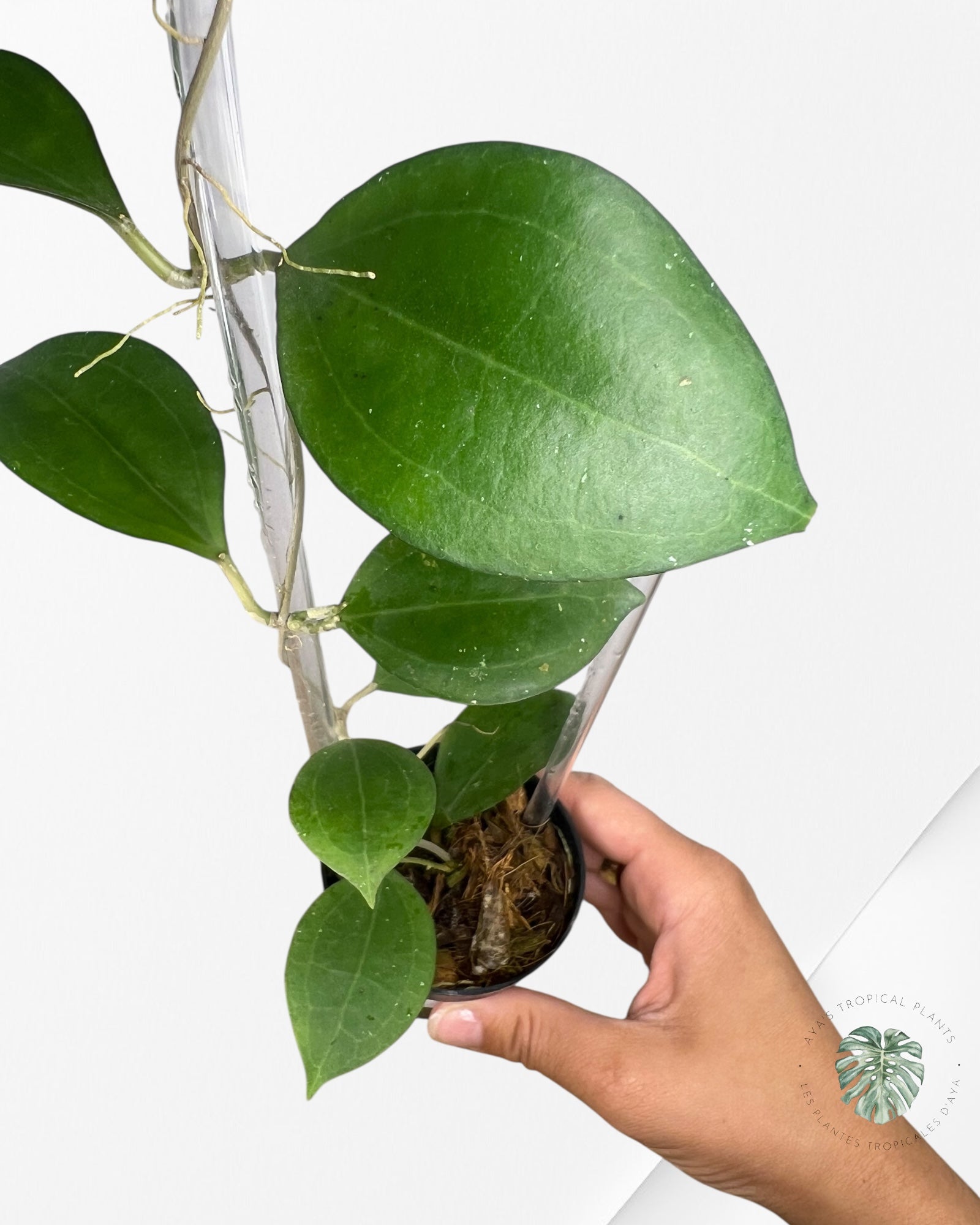 Hoya Paulshirleyi - F1