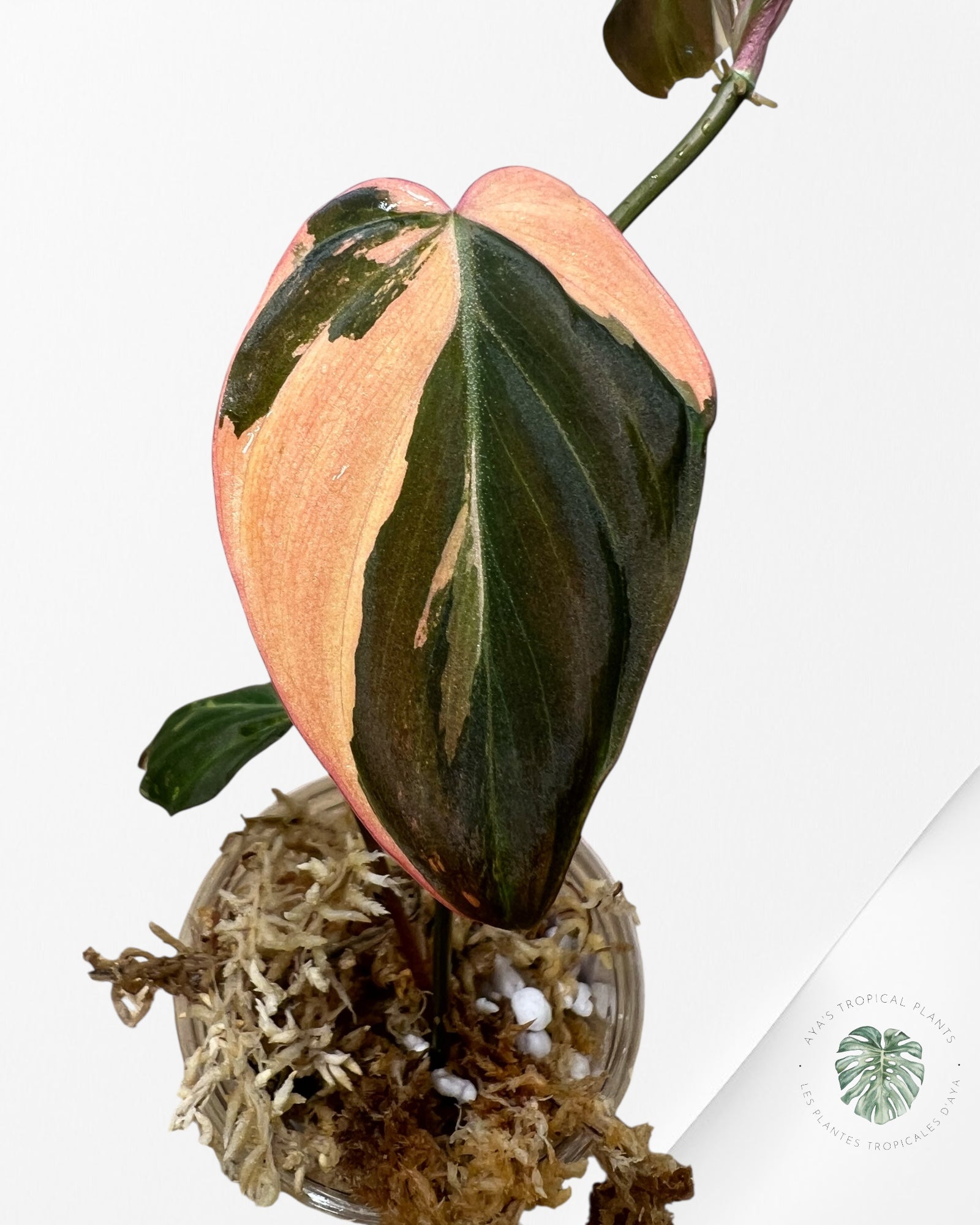 Philodendron Rose Micans panaché - F3