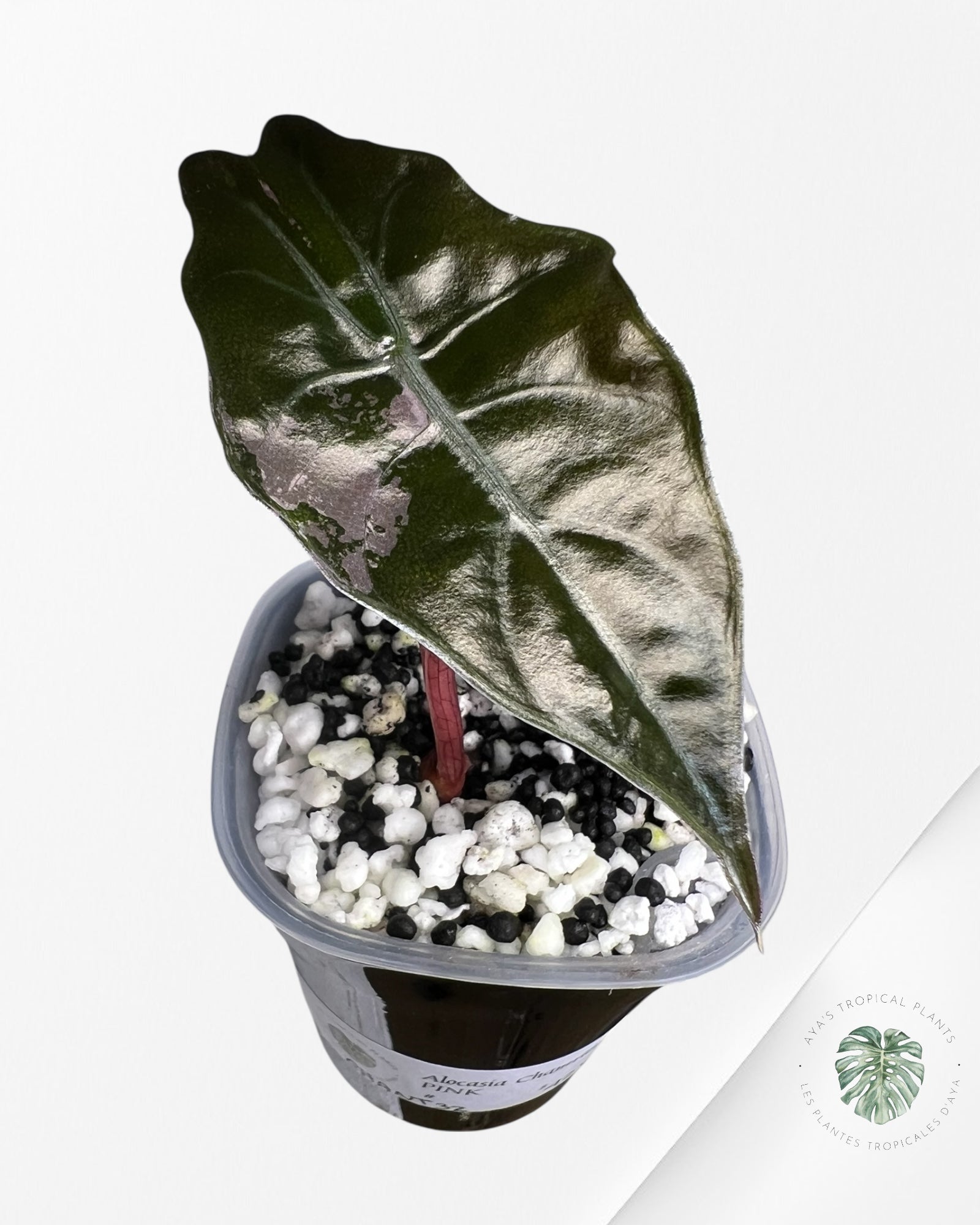 Alocasia Chantrieri Pink Variegated