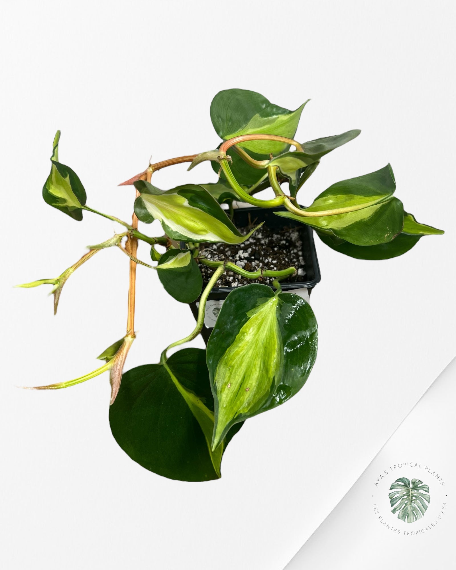 Philodendron hederaceum 'Cream Splash' - F3