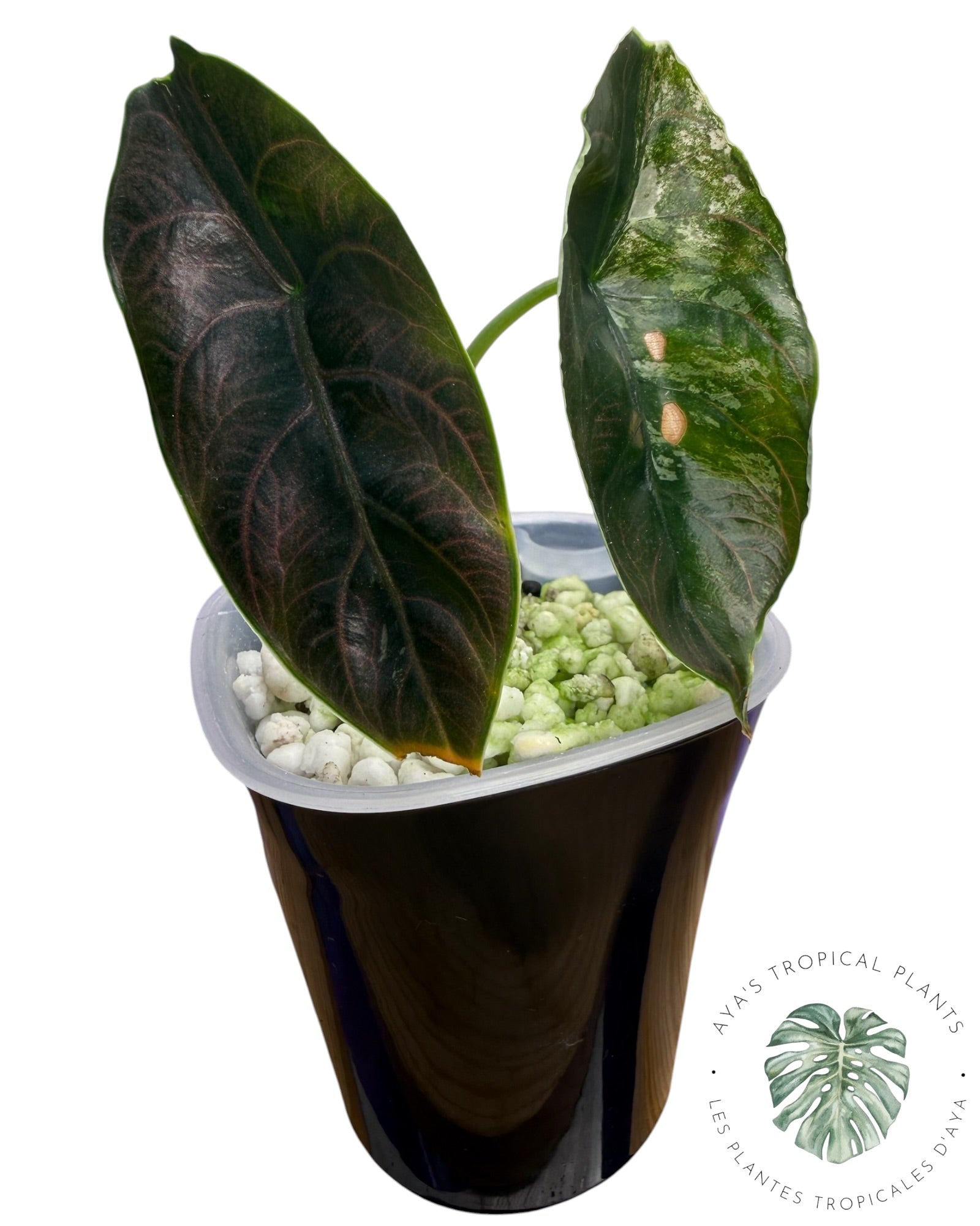 Alocasia Azlanii Pink Variegated