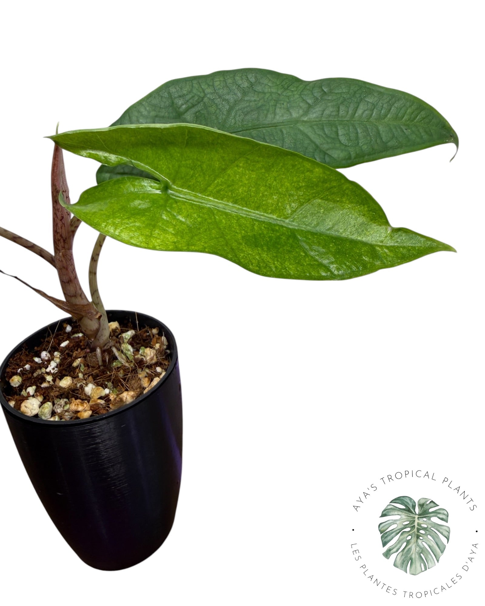 Alocasia Sulawesi Green Karpet Variegated