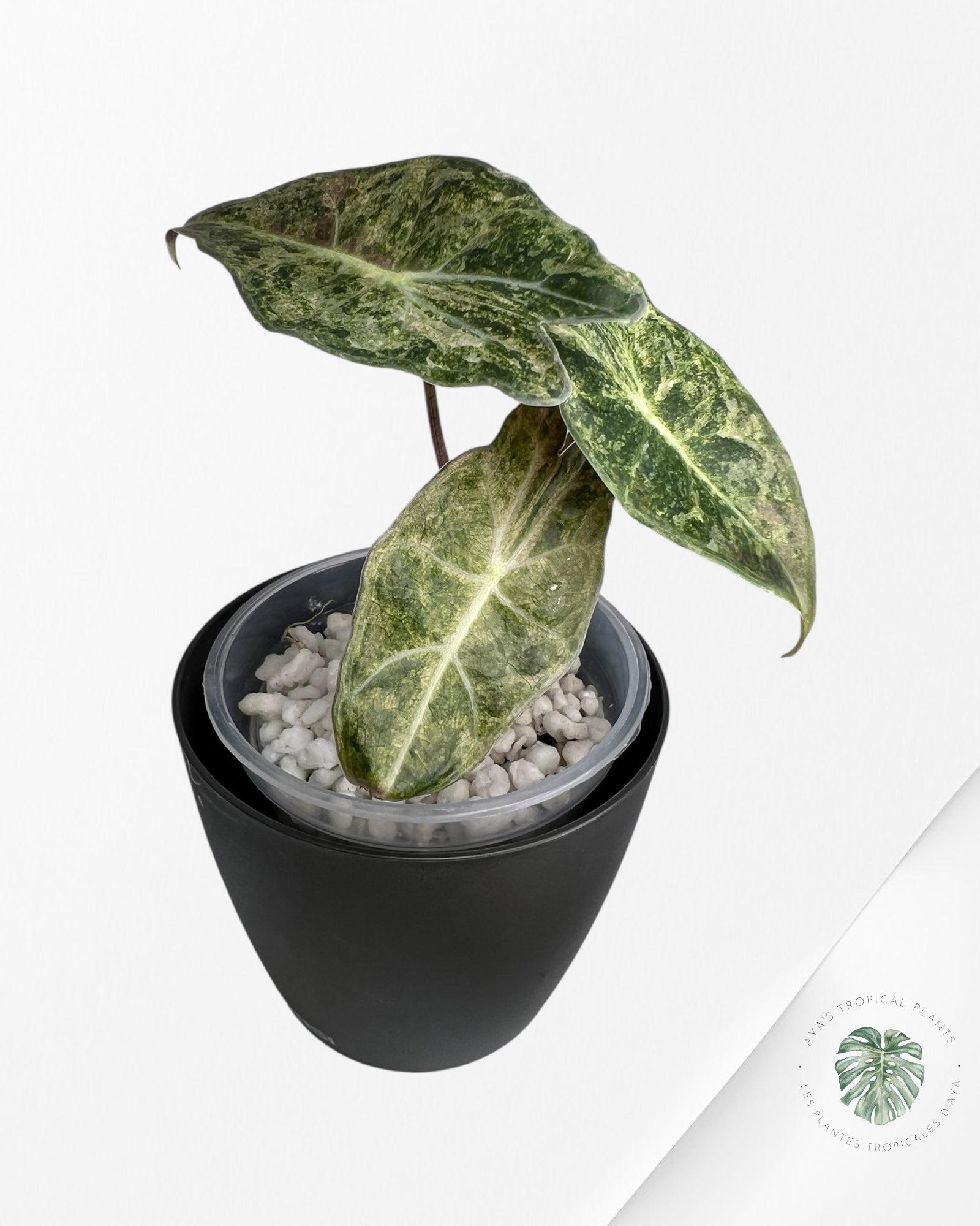 Alocasia Black Satun Pink Stardust