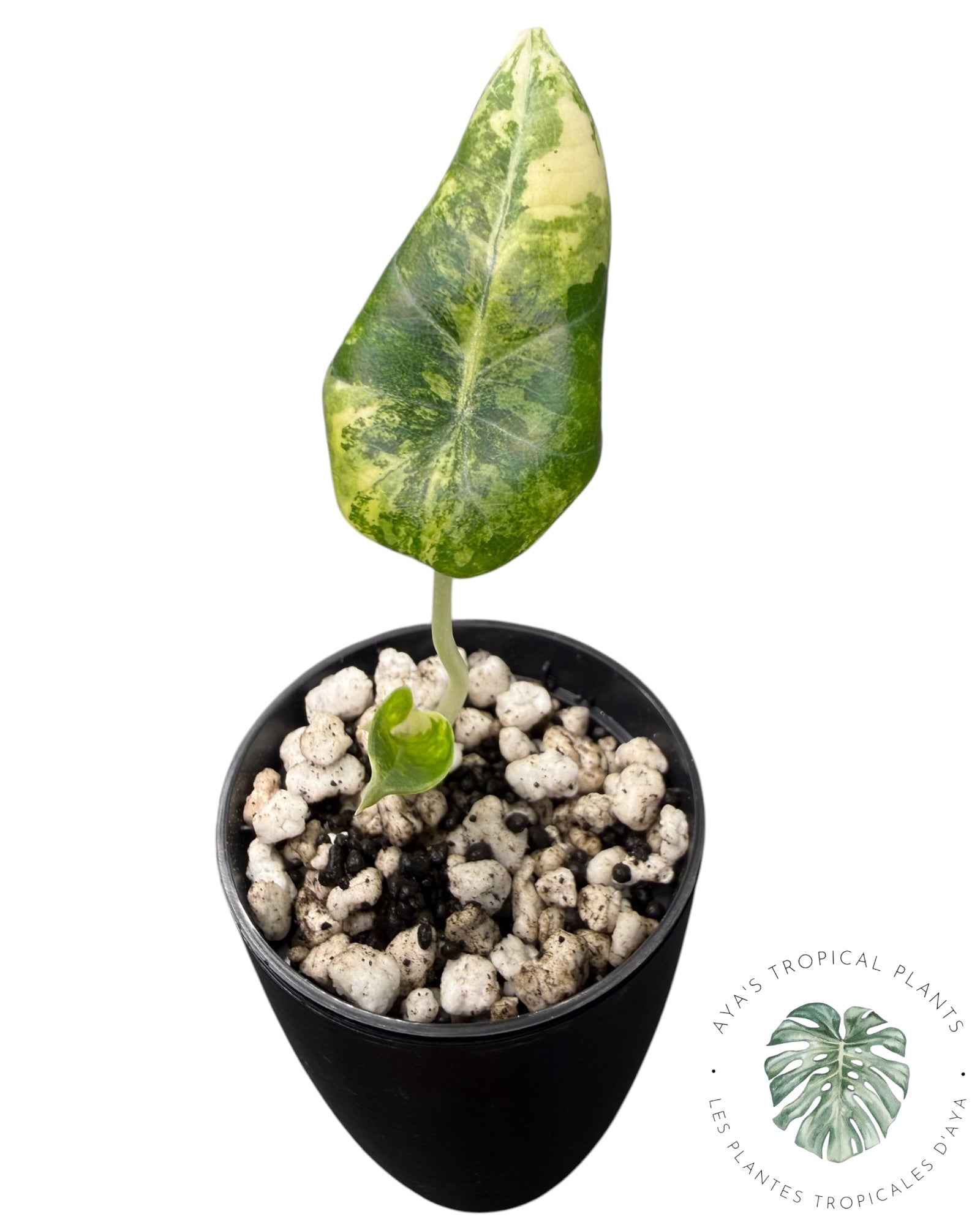 Alocasia Maharani Golden Lime