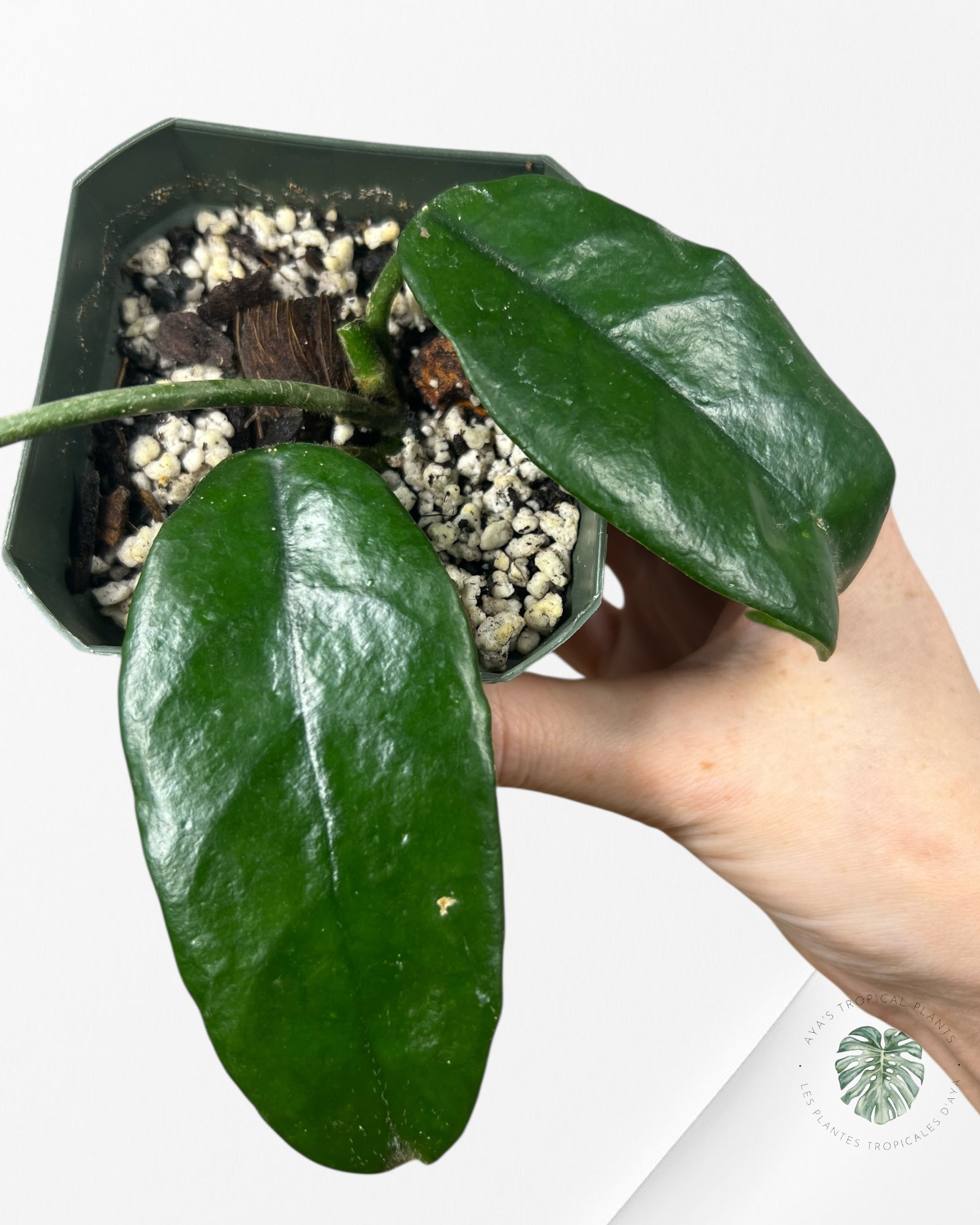 Hoya globulosa