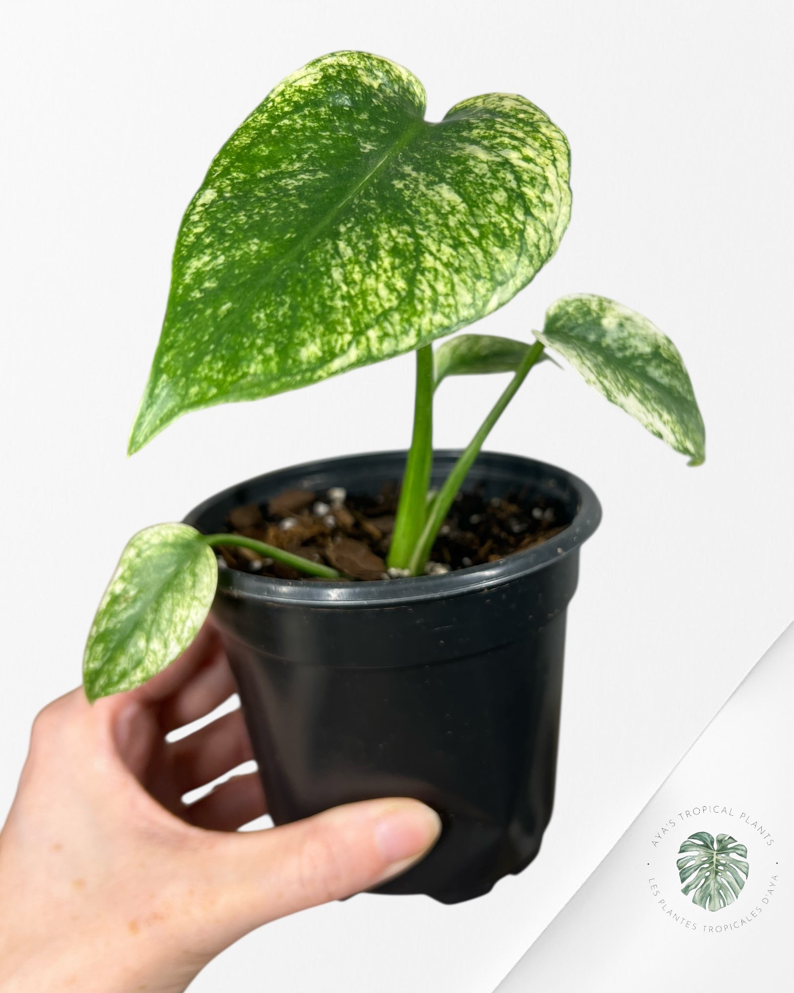 Monstera Deliciosa Mint - MA7