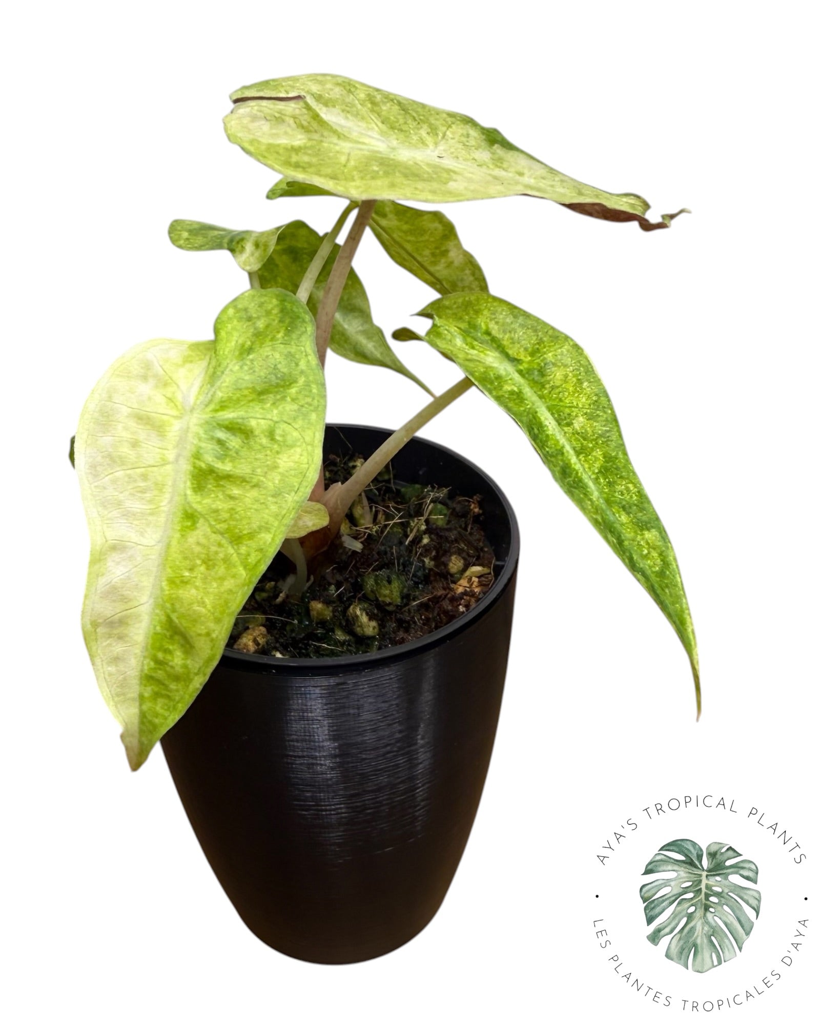 Alocasia Polly Aurea Variégata