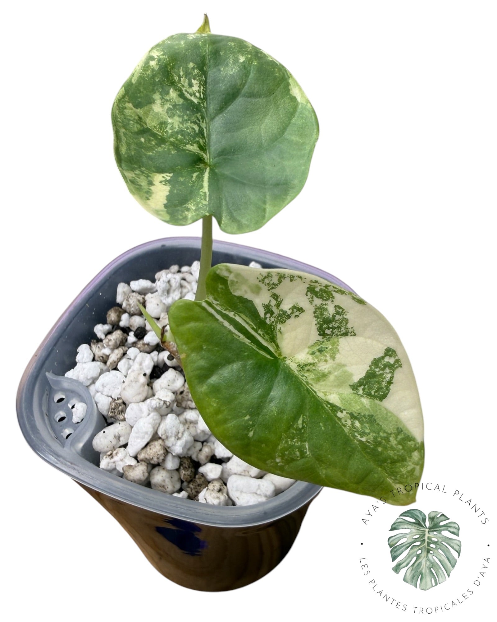 Alocasia Dragon Scale Albo