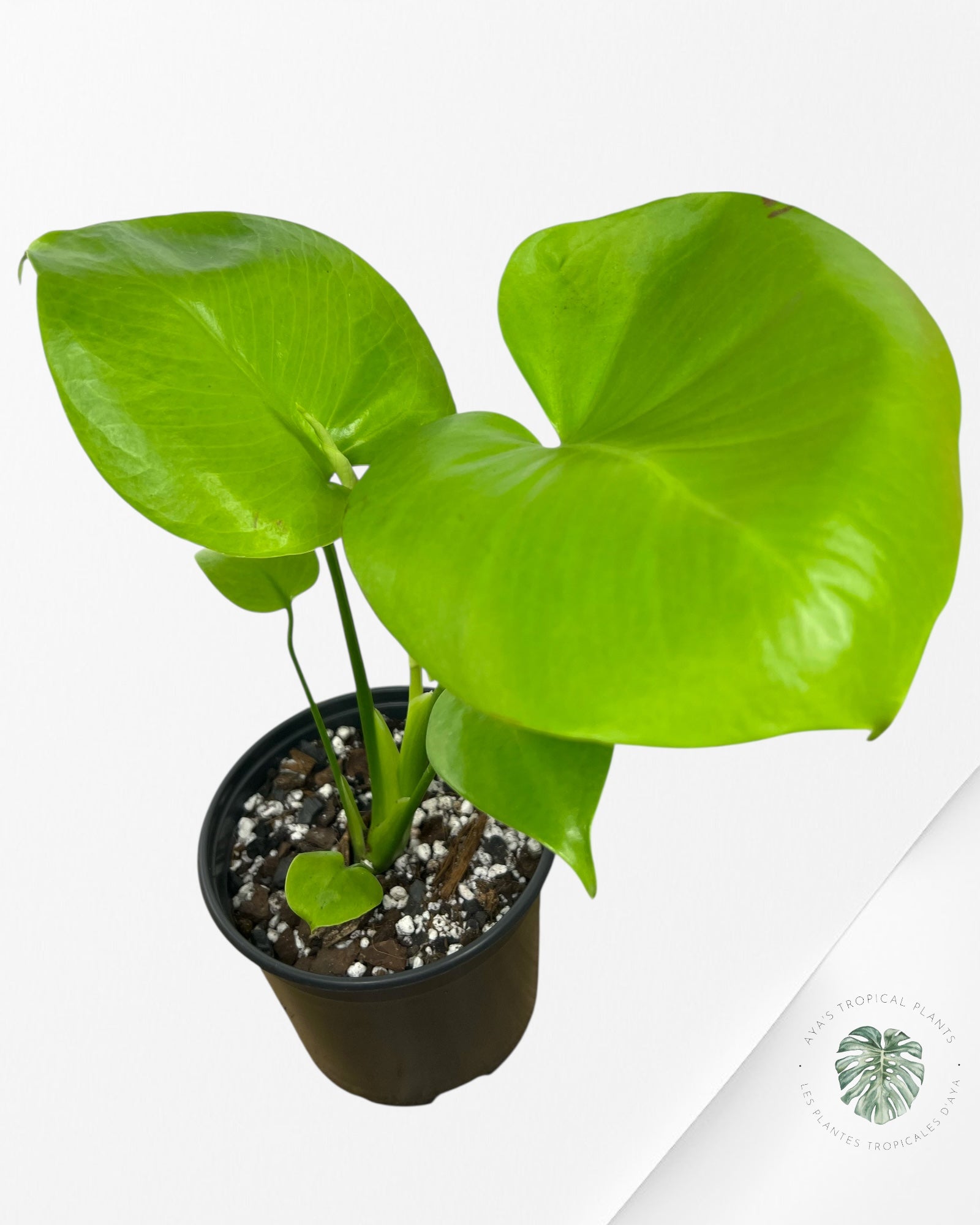 Monstera deliciosa 'Lemon Lime' - F3