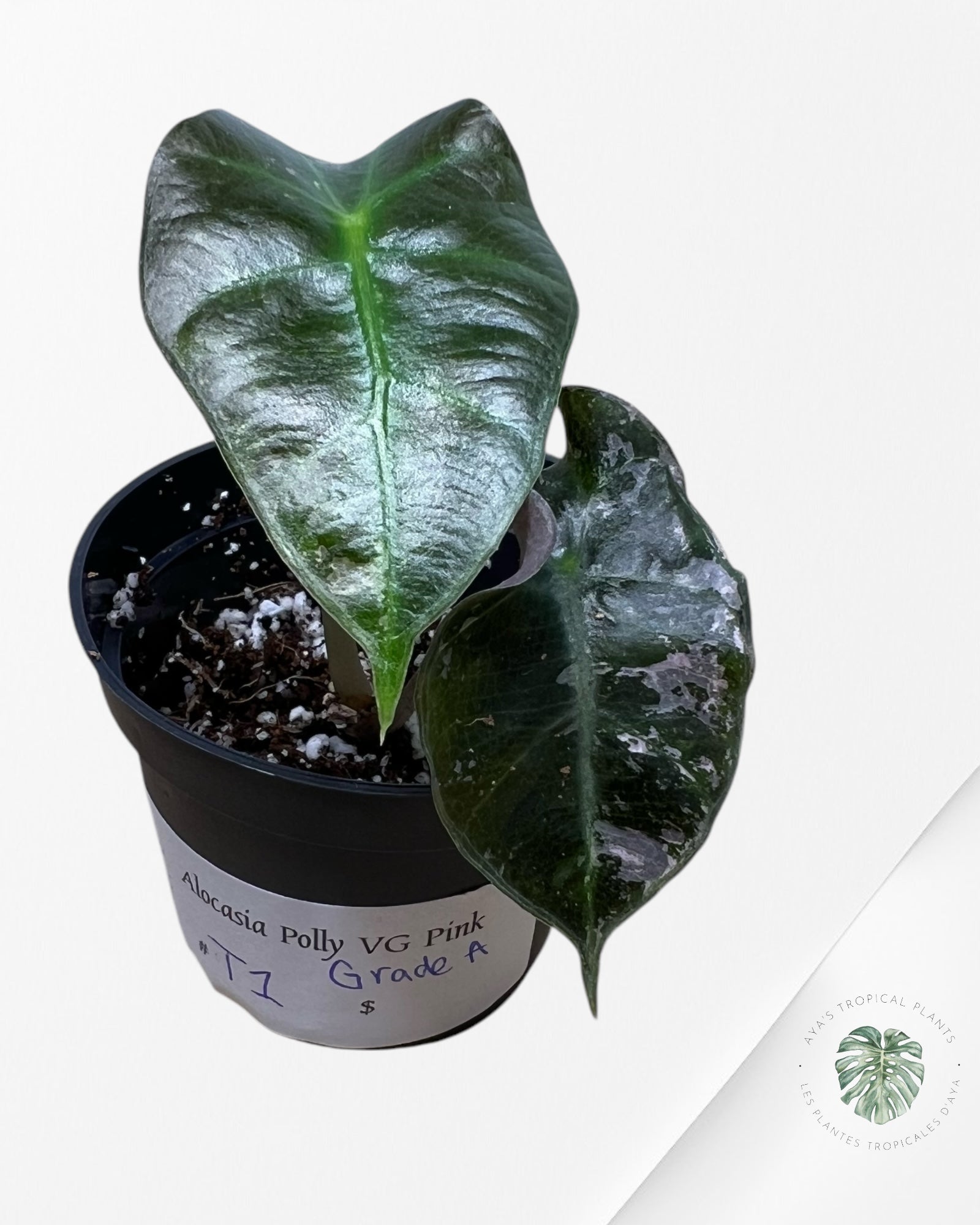 Alocasia Polly Variegata (rose de catégorie A) - T1