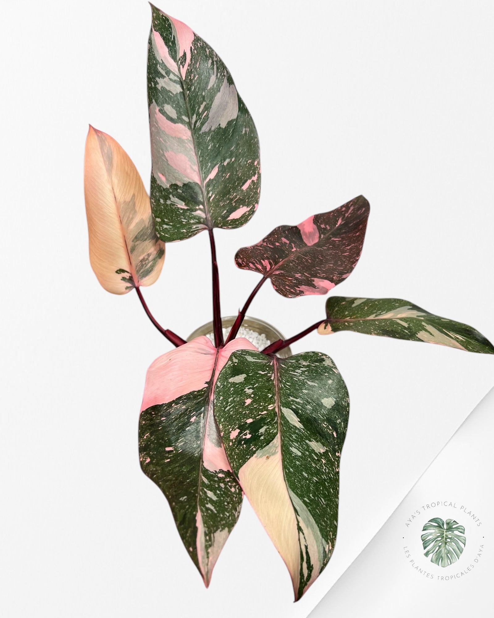Philodendron Pink Galaxy - P1