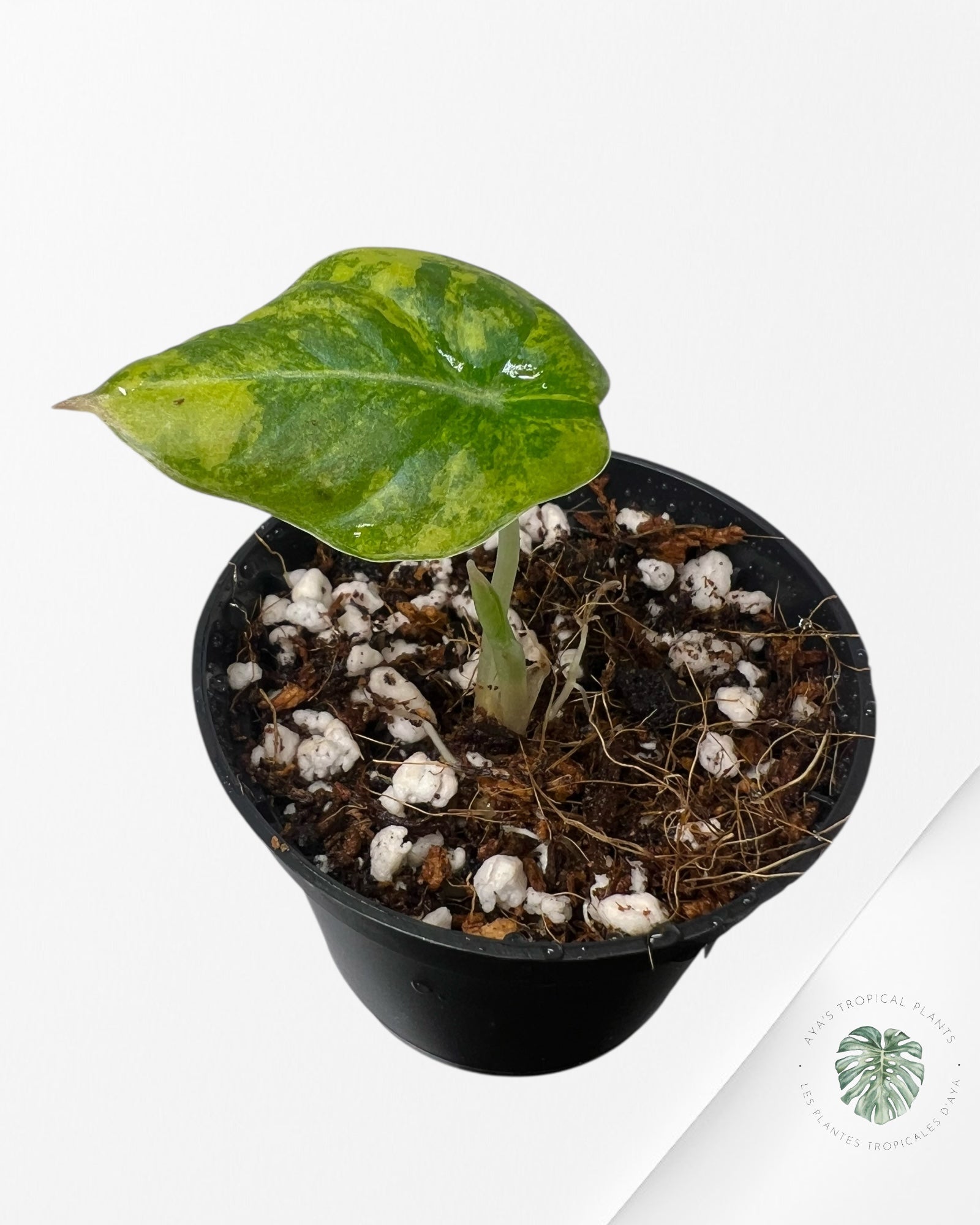Alocasia Black Velvet Aurea (GOLD) Variegated - 1