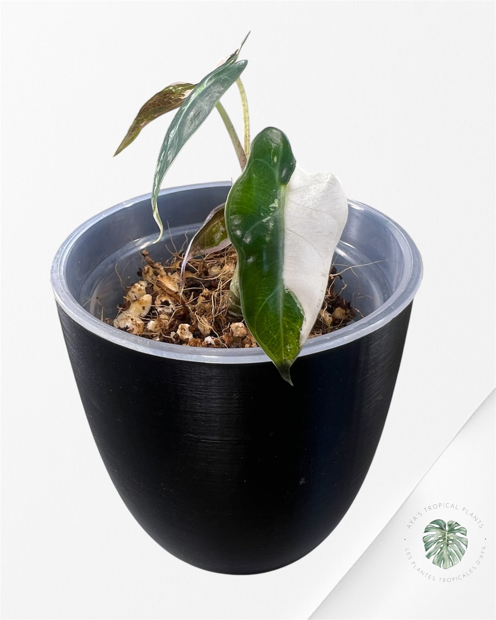 Alocasia Bambino Pink Variegated