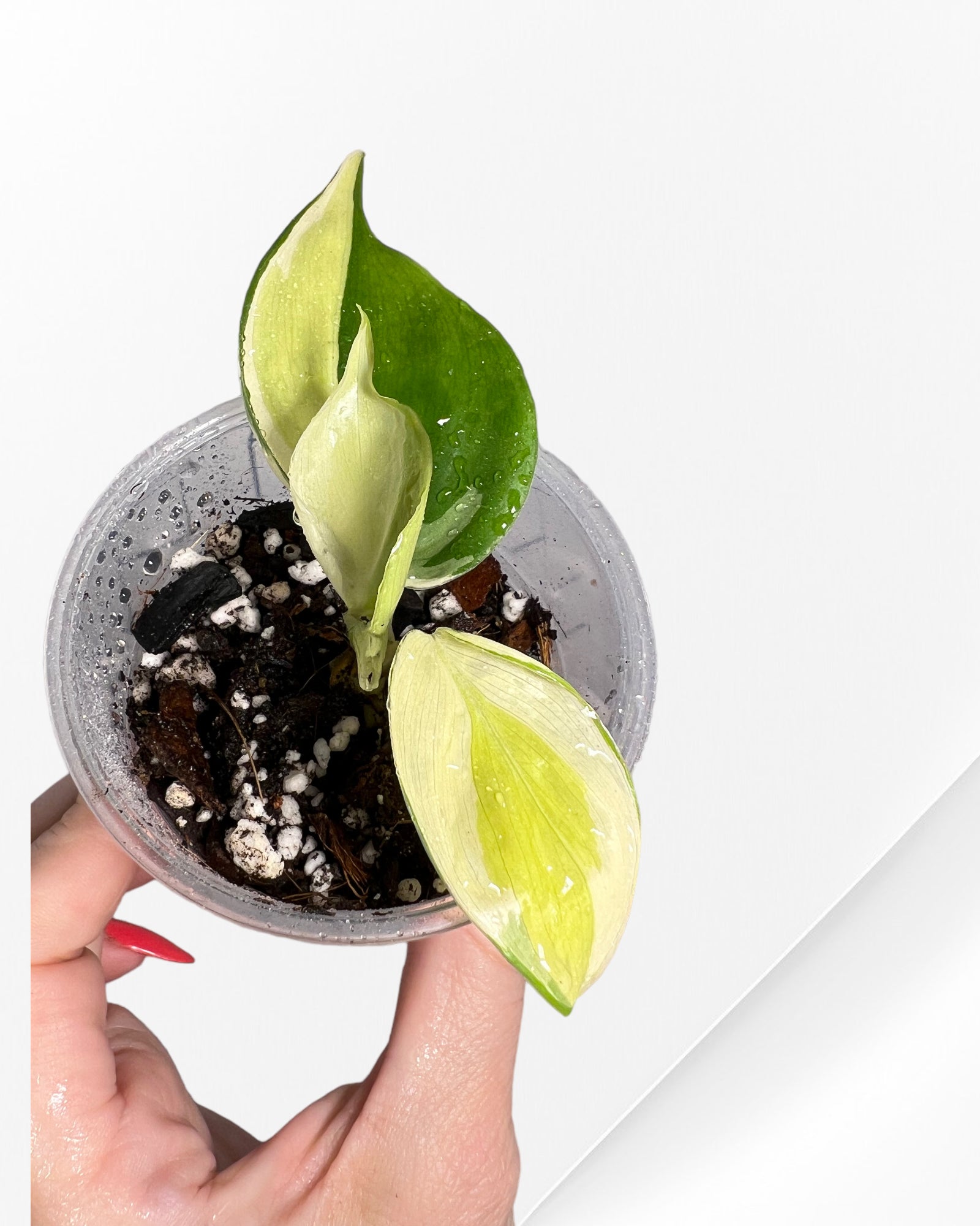 Philodendron Hederaceum 'Gabby' FLO22