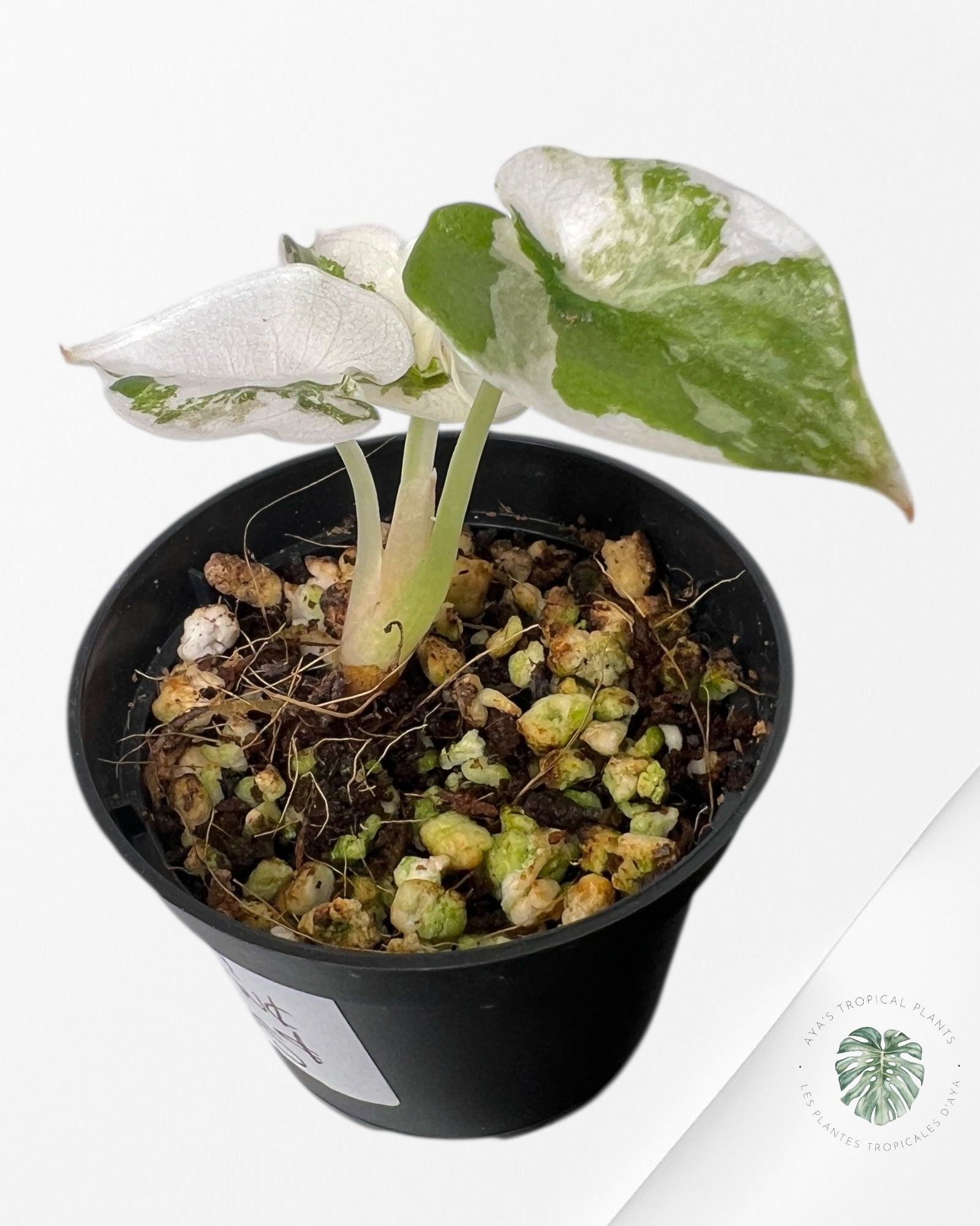 Alocasia Pseudo Sanderiana Albo/Rose - SA