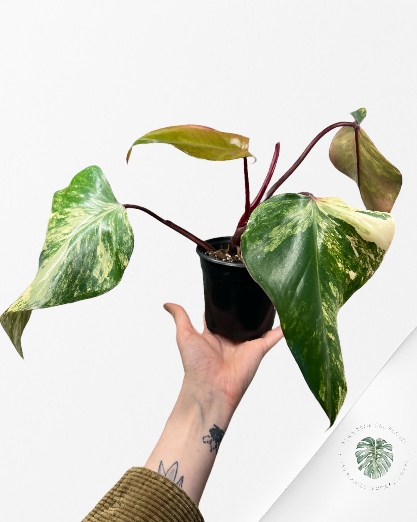 Philodendron Strawberry Shake - ME2