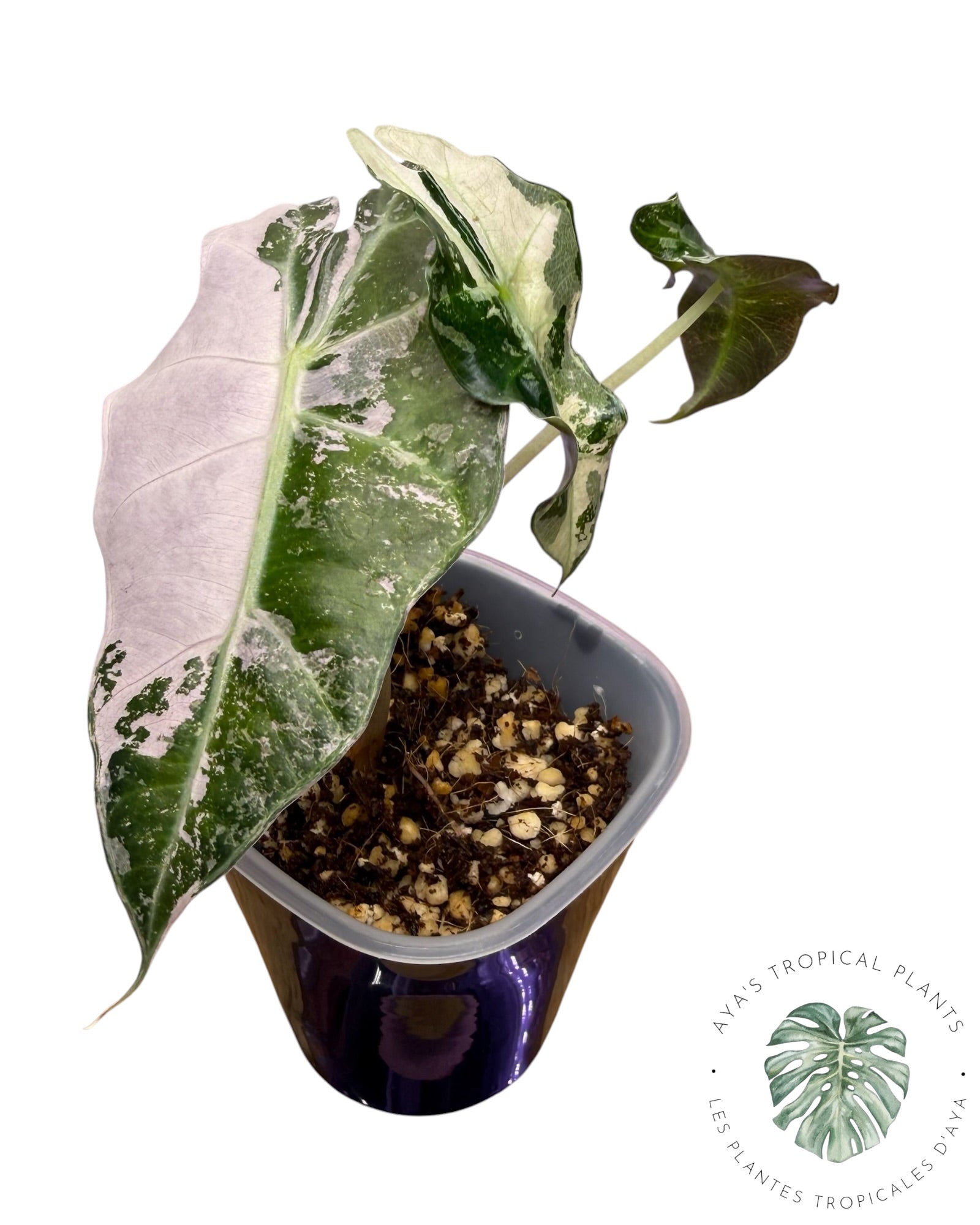 Alocasia Polly Flocon de Neige Rose