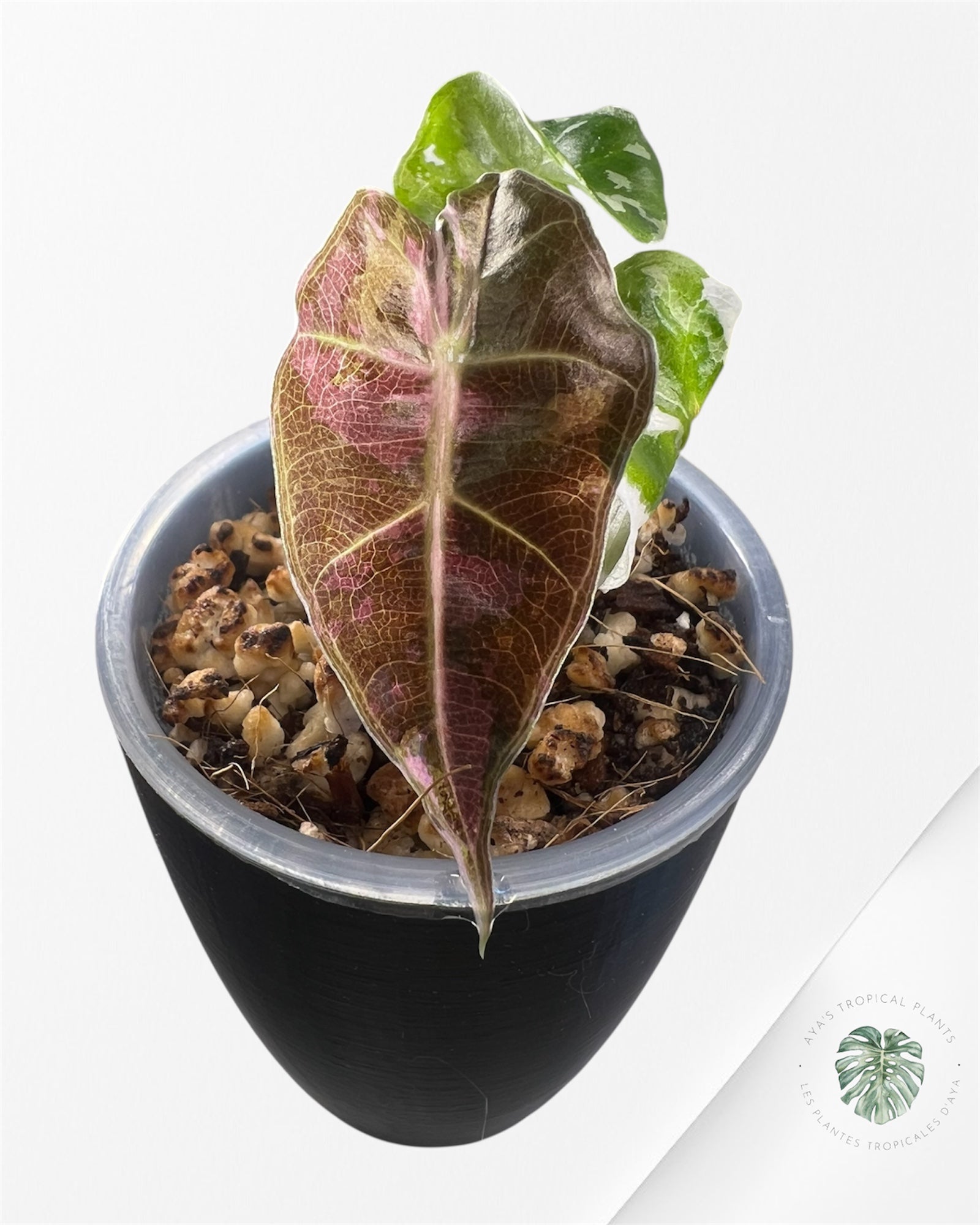 Alocasia Polly Pink Variegated