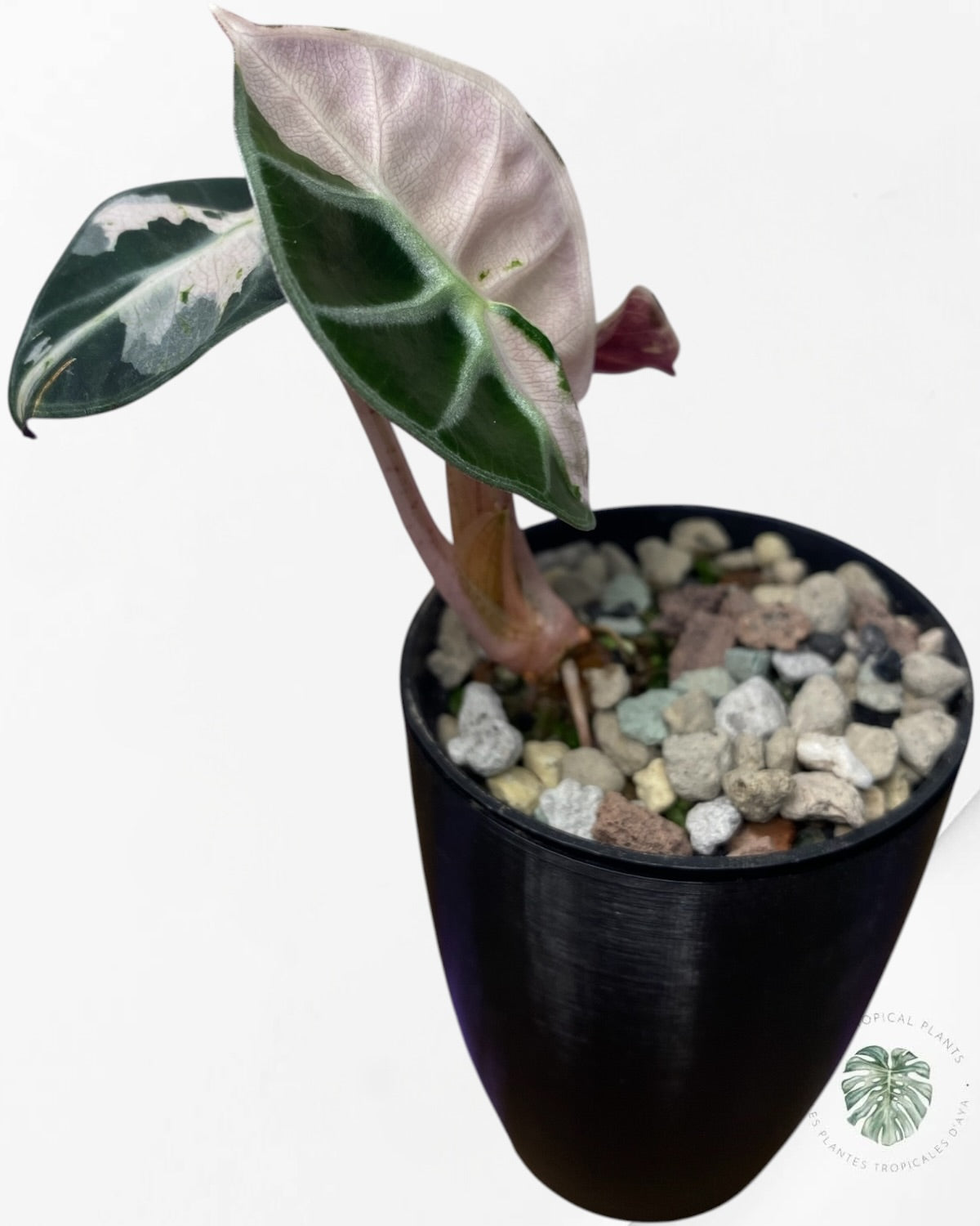 Alocasia Cœur Ballonet Rose panaché