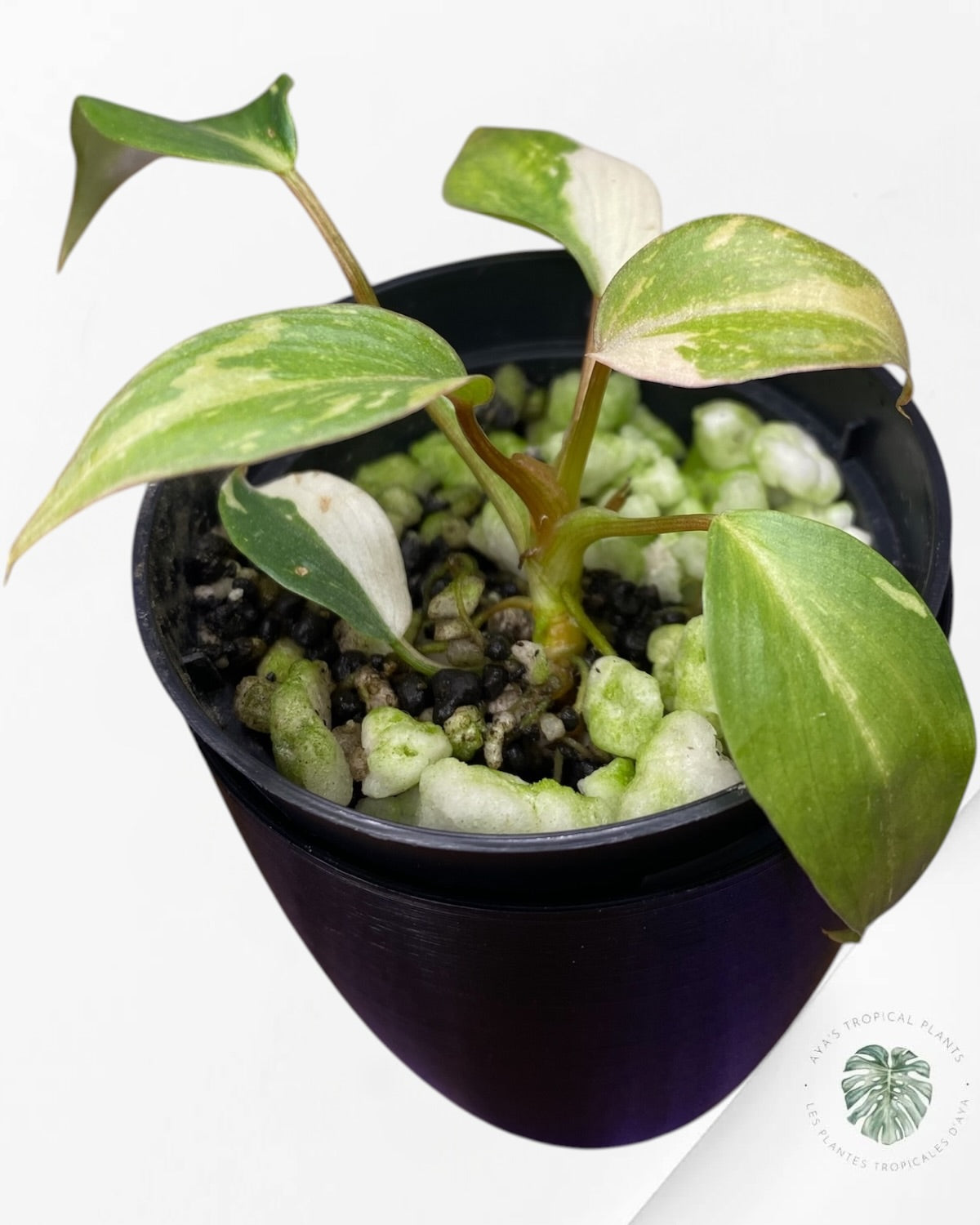 Philodendron Gloriosum Tricolor Variegated